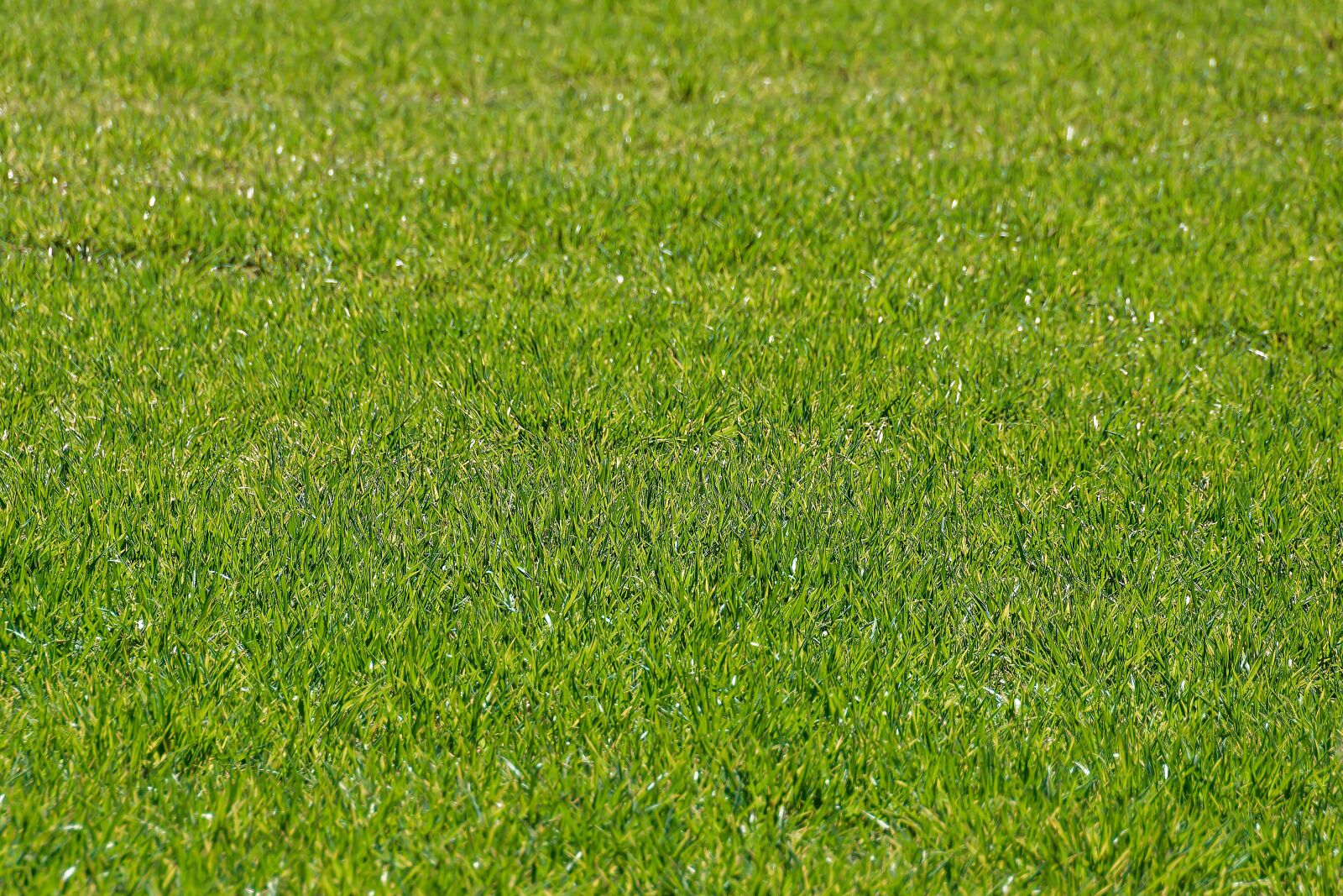 Nikon D7200 sample photo. Meadow, biotope, grass photography