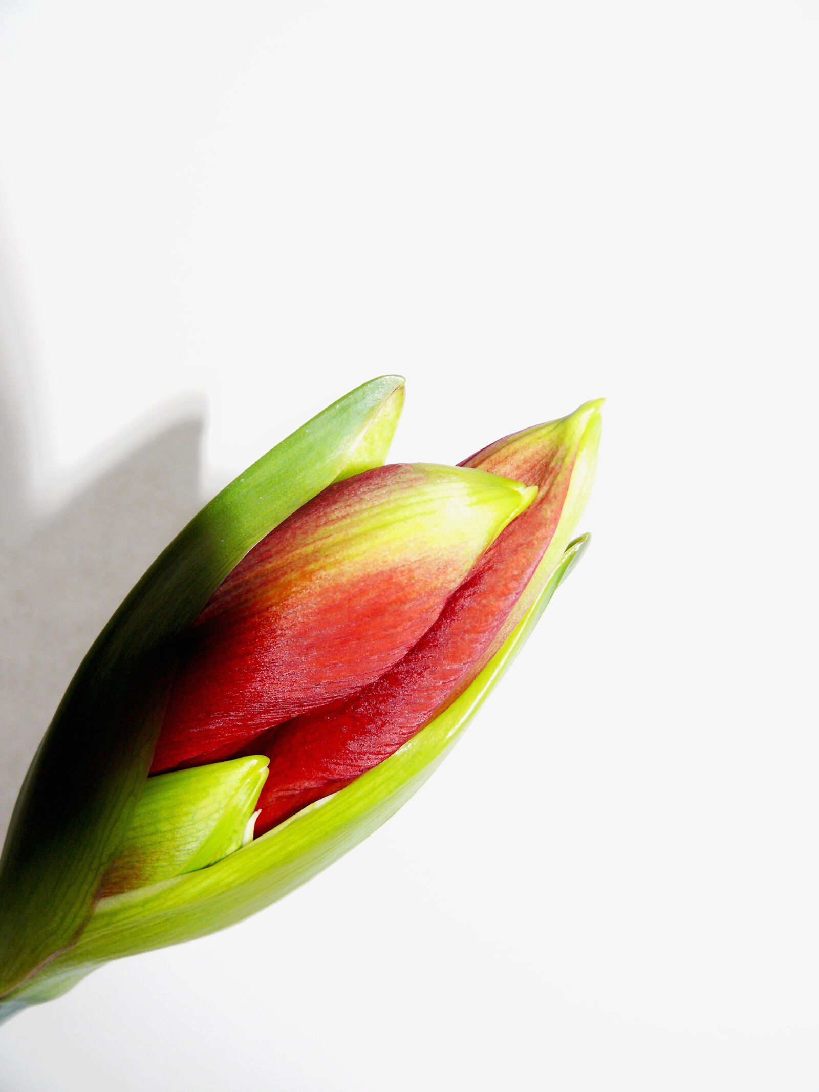 Leica V-LUX 1 sample photo. Amarillis, amarillisblüte, amaryllis photography