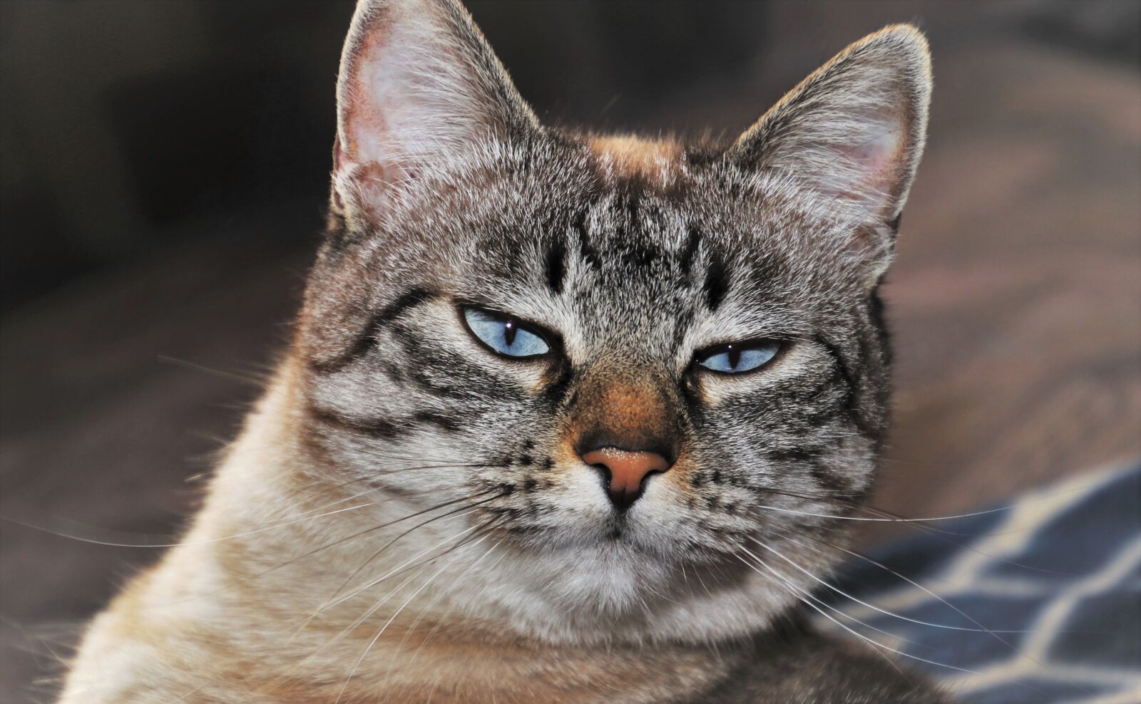 Canon EOS 80D sample photo. Cat, coat, animal photography
