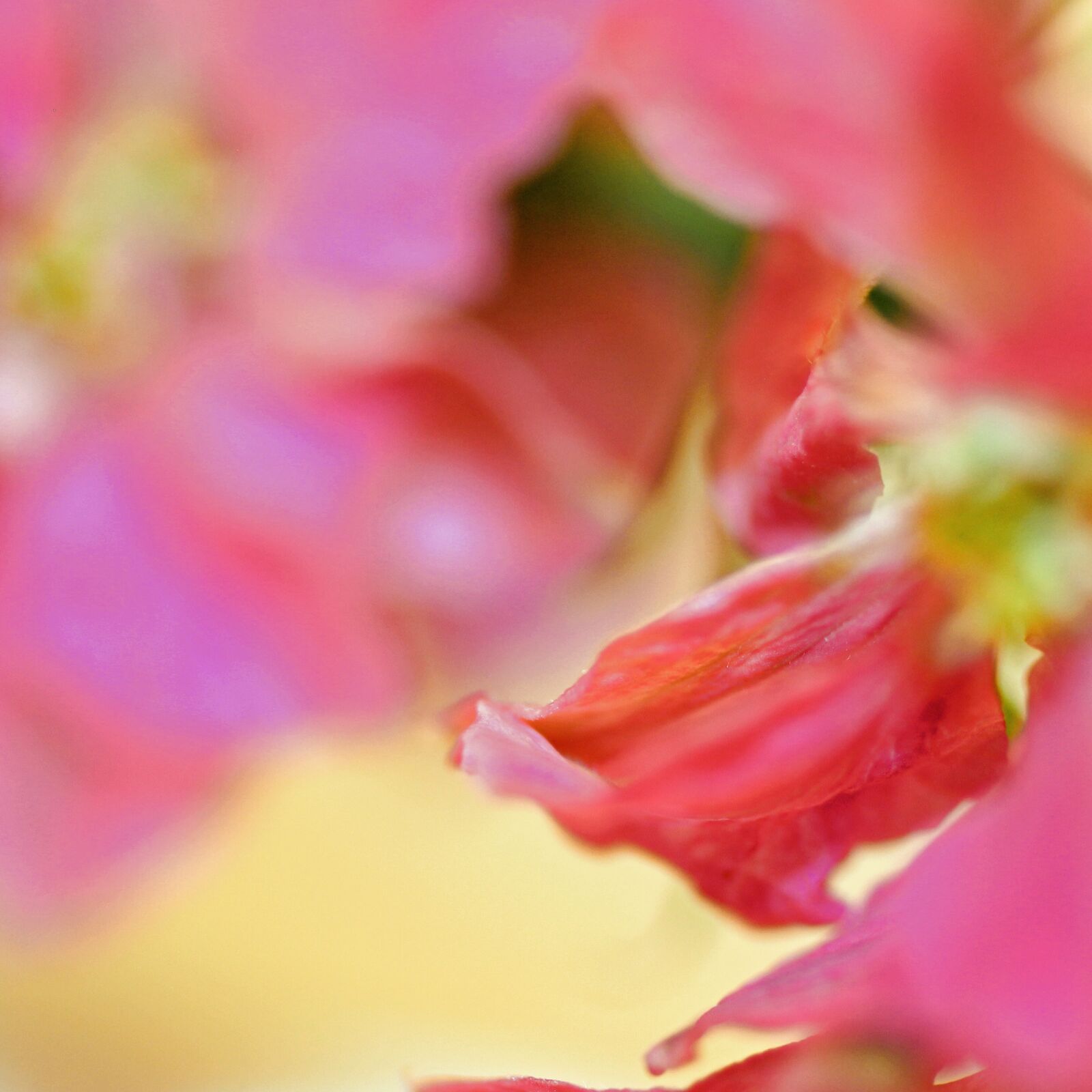 Canon EOS 600D (Rebel EOS T3i / EOS Kiss X5) sample photo. Flower, pink, summer photography