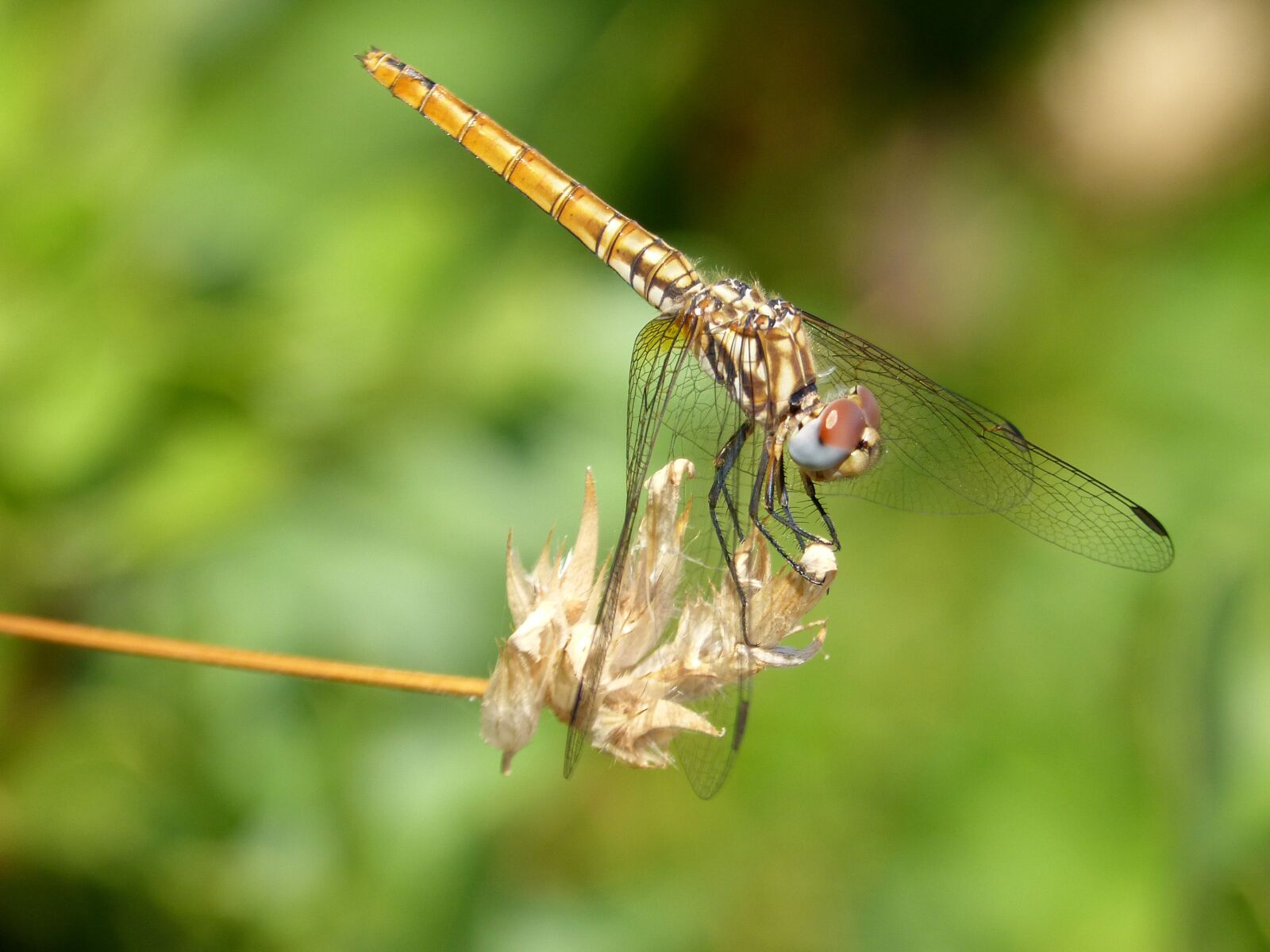 Panasonic DMC-FZ62 sample photo. Dragonfly, yellow dragonfly, epaulet photography