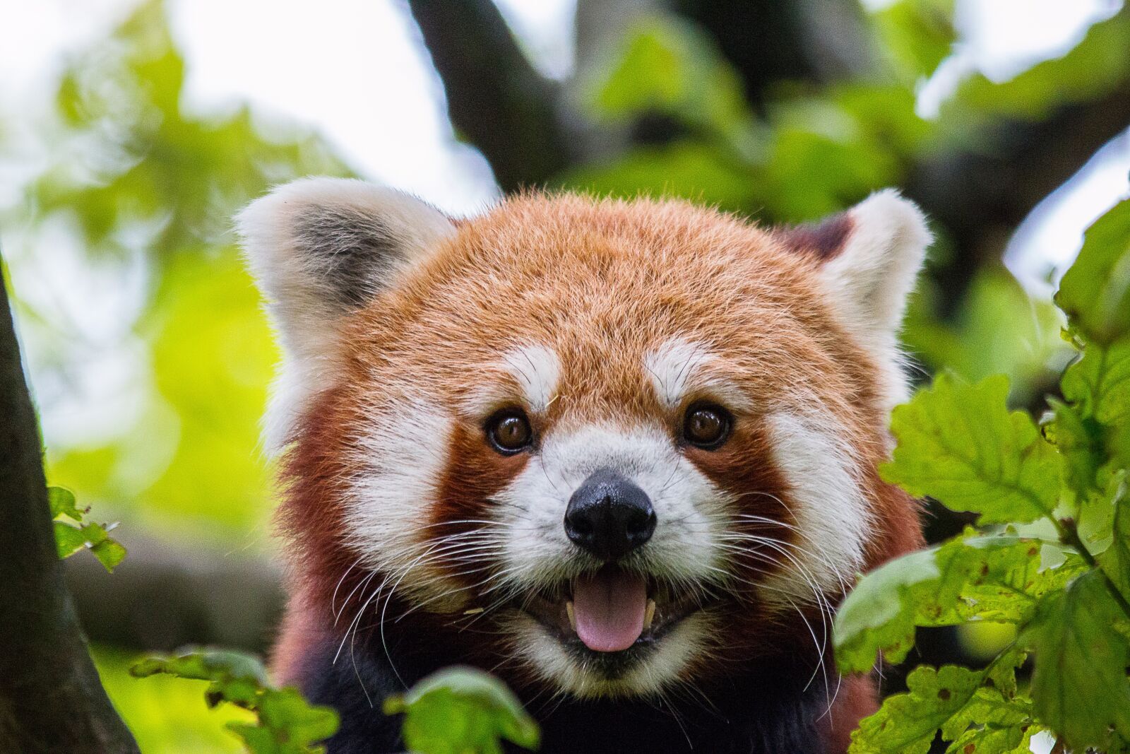 Canon EF 70-300mm F4-5.6 IS USM sample photo. Nature, mammal, animal photography