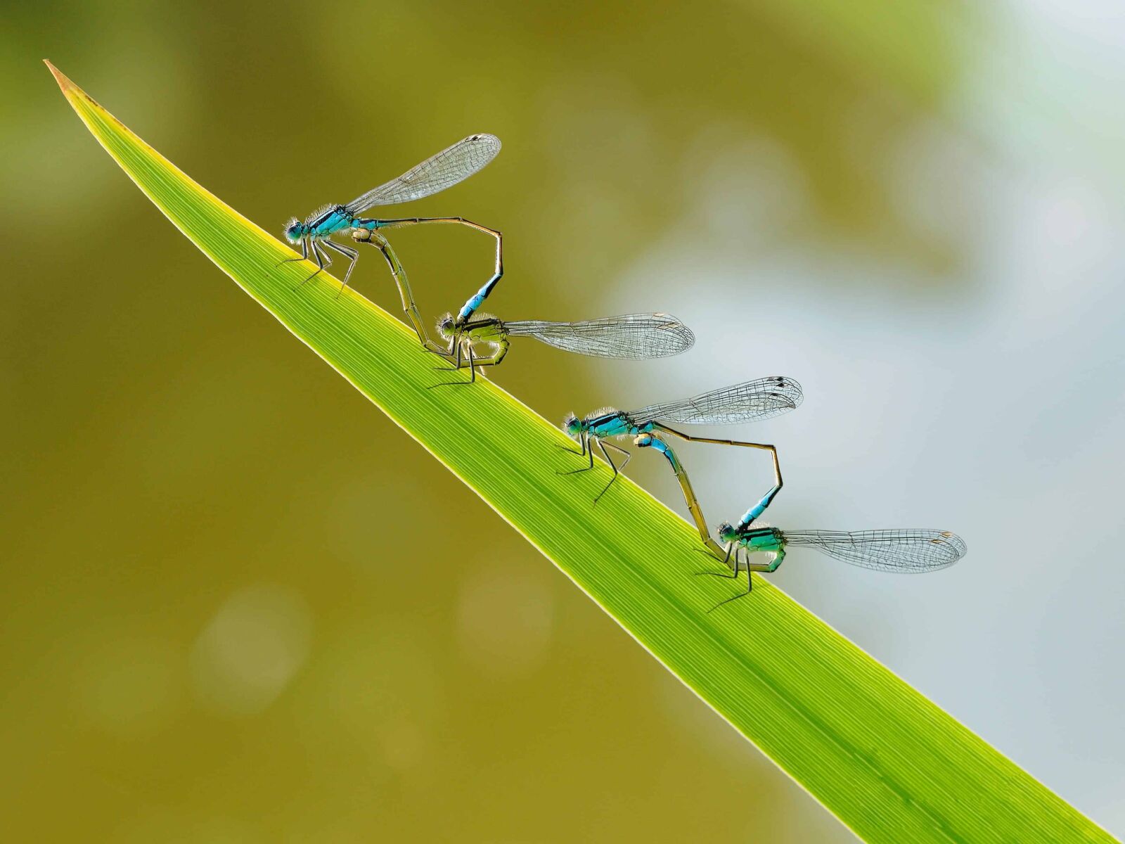 Nikon D300 sample photo. Dragonfly, detail, invertebrate, insect photography