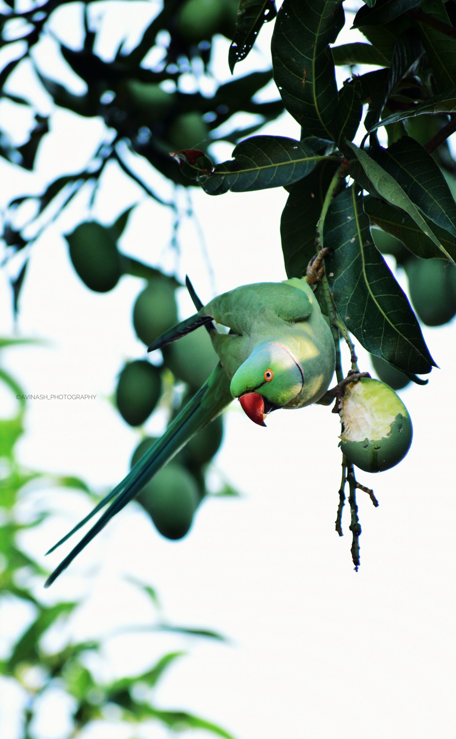 Nikon D5300 sample photo. Parrot, greenbirds, mango photography