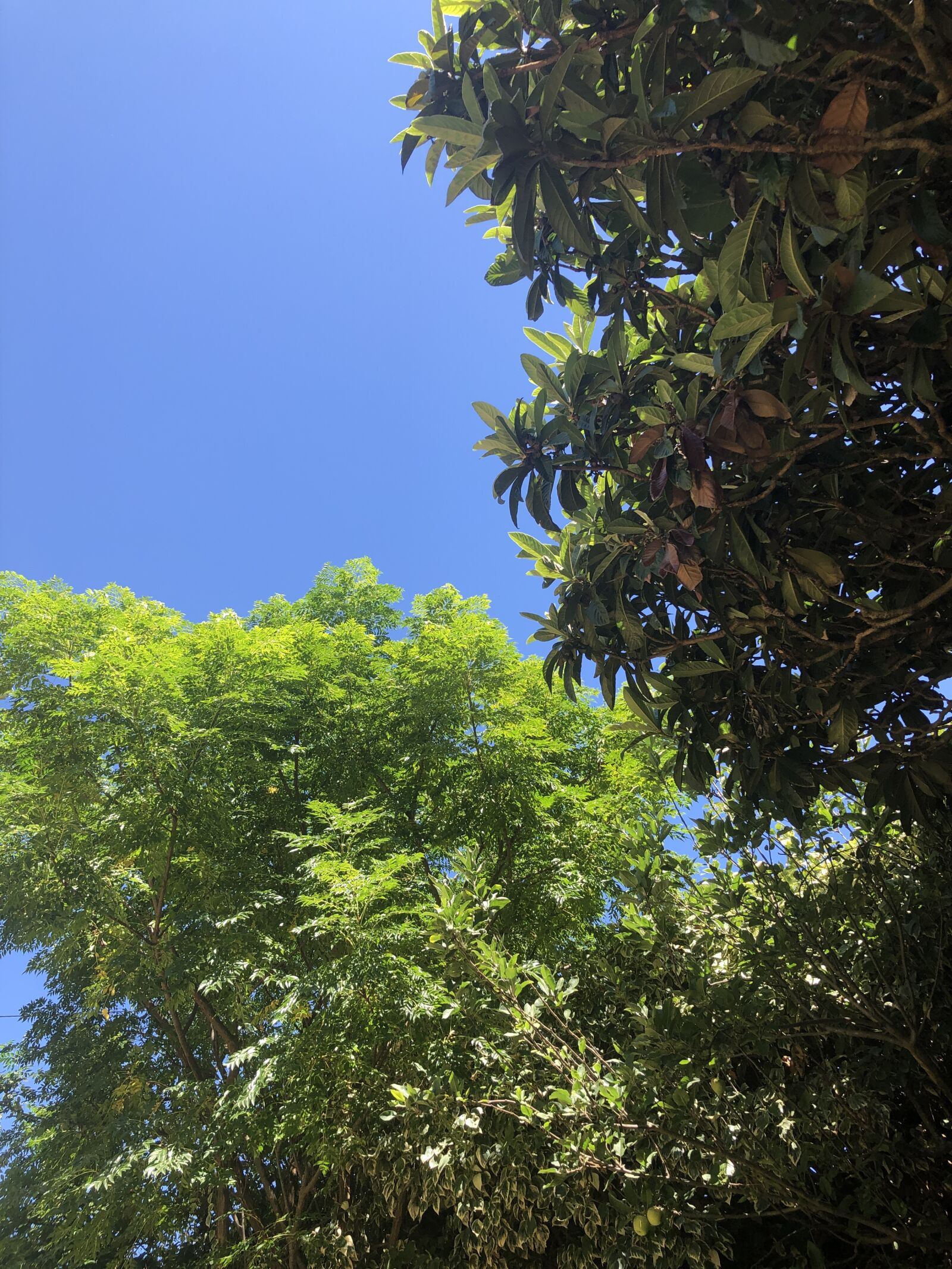 Apple iPhone X sample photo. Sky, tree, nature photography