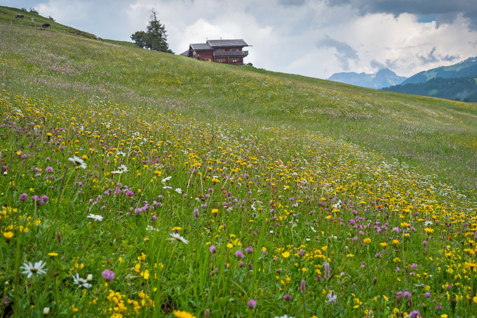 Panasonic Lumix DC-G9 + LUMIX G VARIO 12-60/F3.5-5.6 sample photo. Alpine flowers, sea of photography