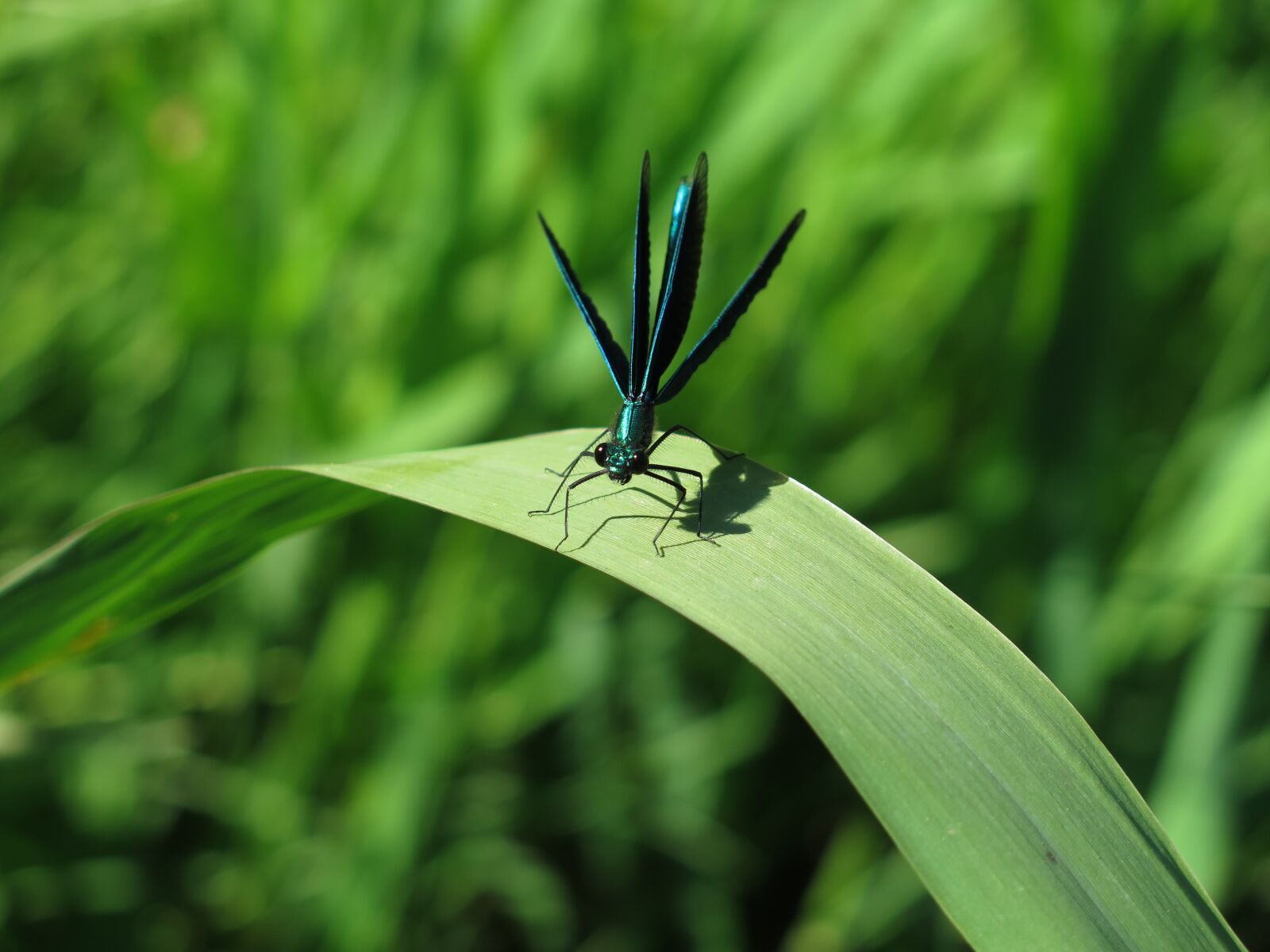 Canon PowerShot G16 sample photo. Dragonfly, demoiselle, insect photography