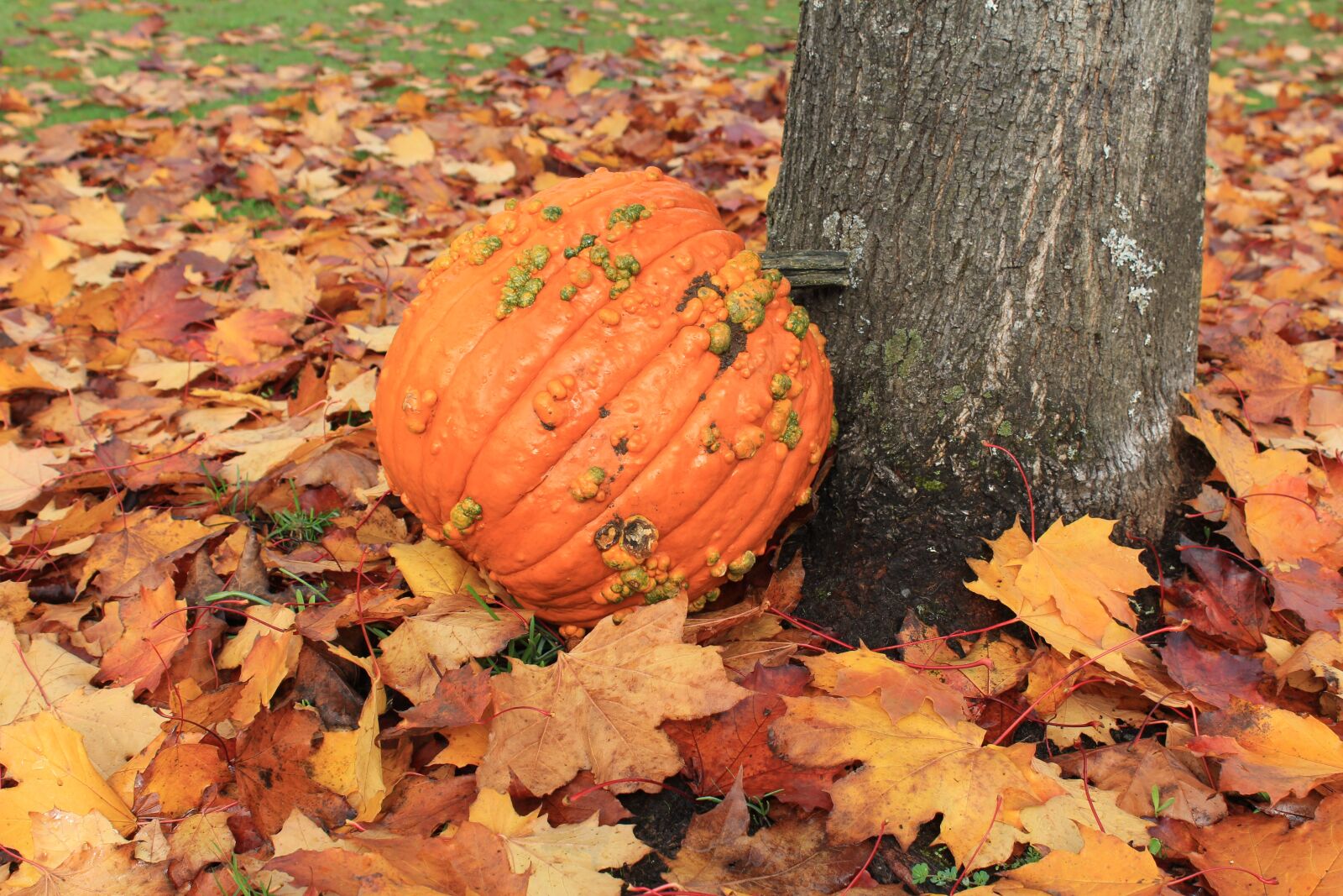 Canon EOS 1200D (EOS Rebel T5 / EOS Kiss X70 / EOS Hi) sample photo. Pumpkin, fall, leaves photography