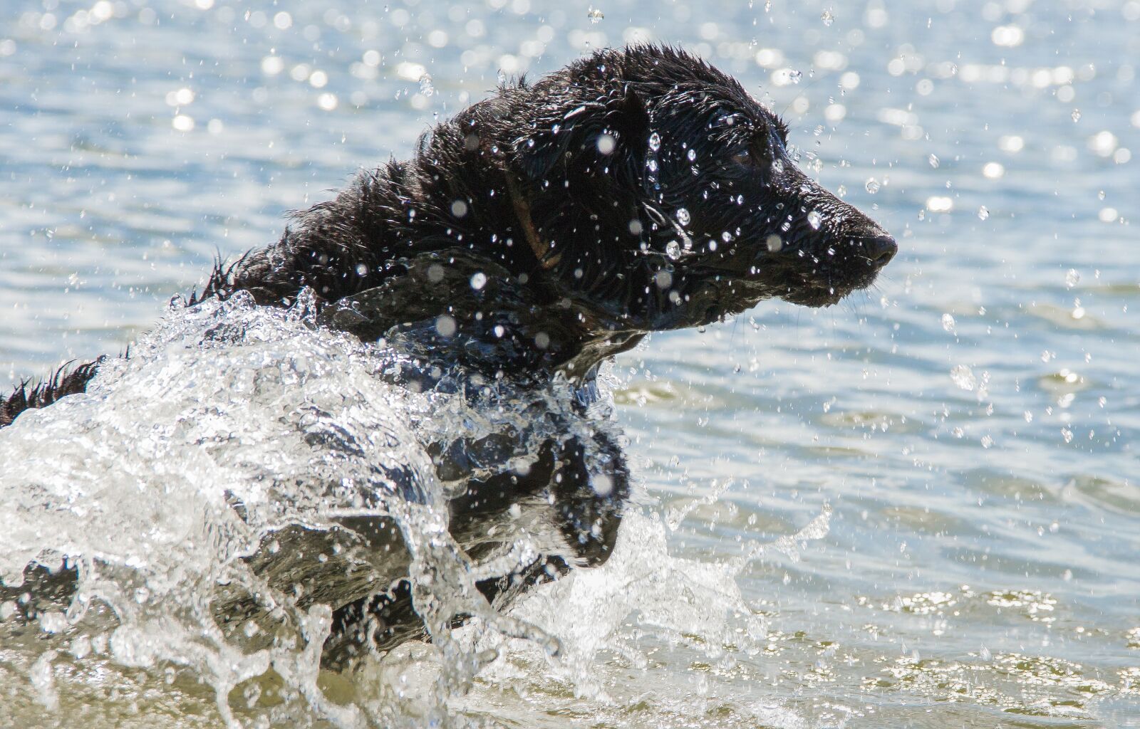 Canon EF-S 18-135mm F3.5-5.6 IS sample photo. Wet dog, dog, wet photography