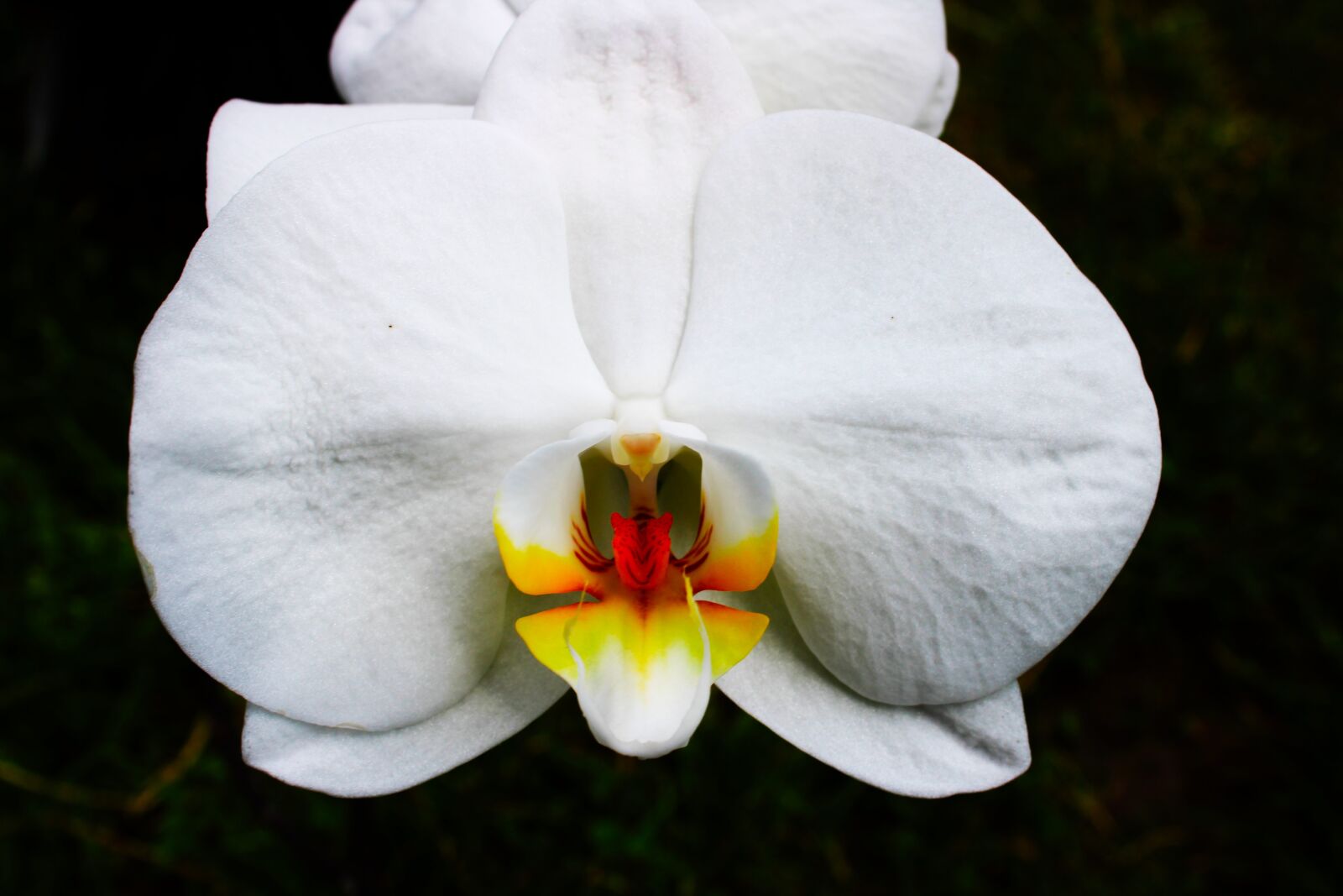Canon EOS 2000D (EOS Rebel T7 / EOS Kiss X90 / EOS 1500D) sample photo. Orchid, white, blossom photography