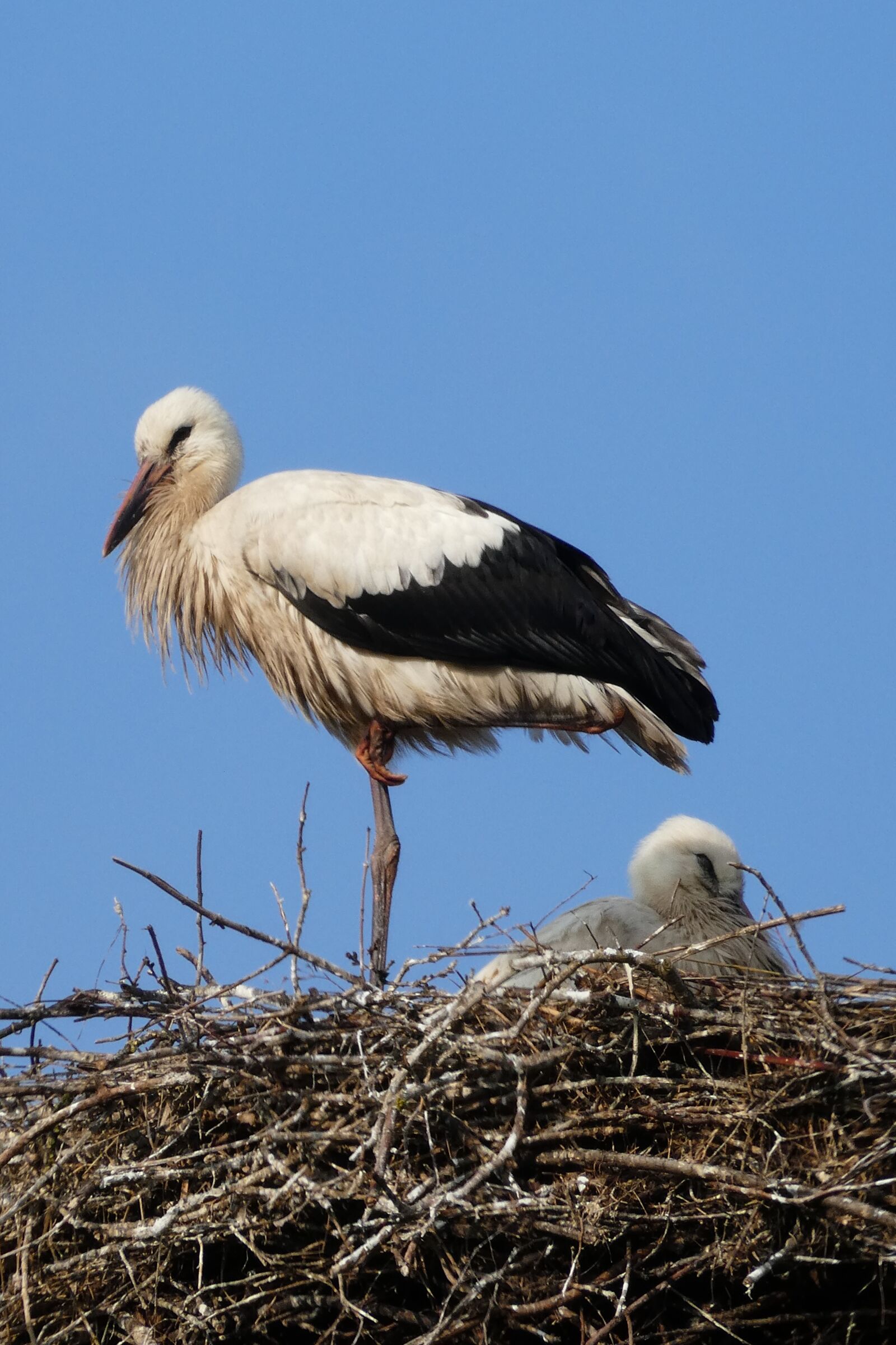 Panasonic DMC-TZ81 sample photo. Stork, bird, nature photography