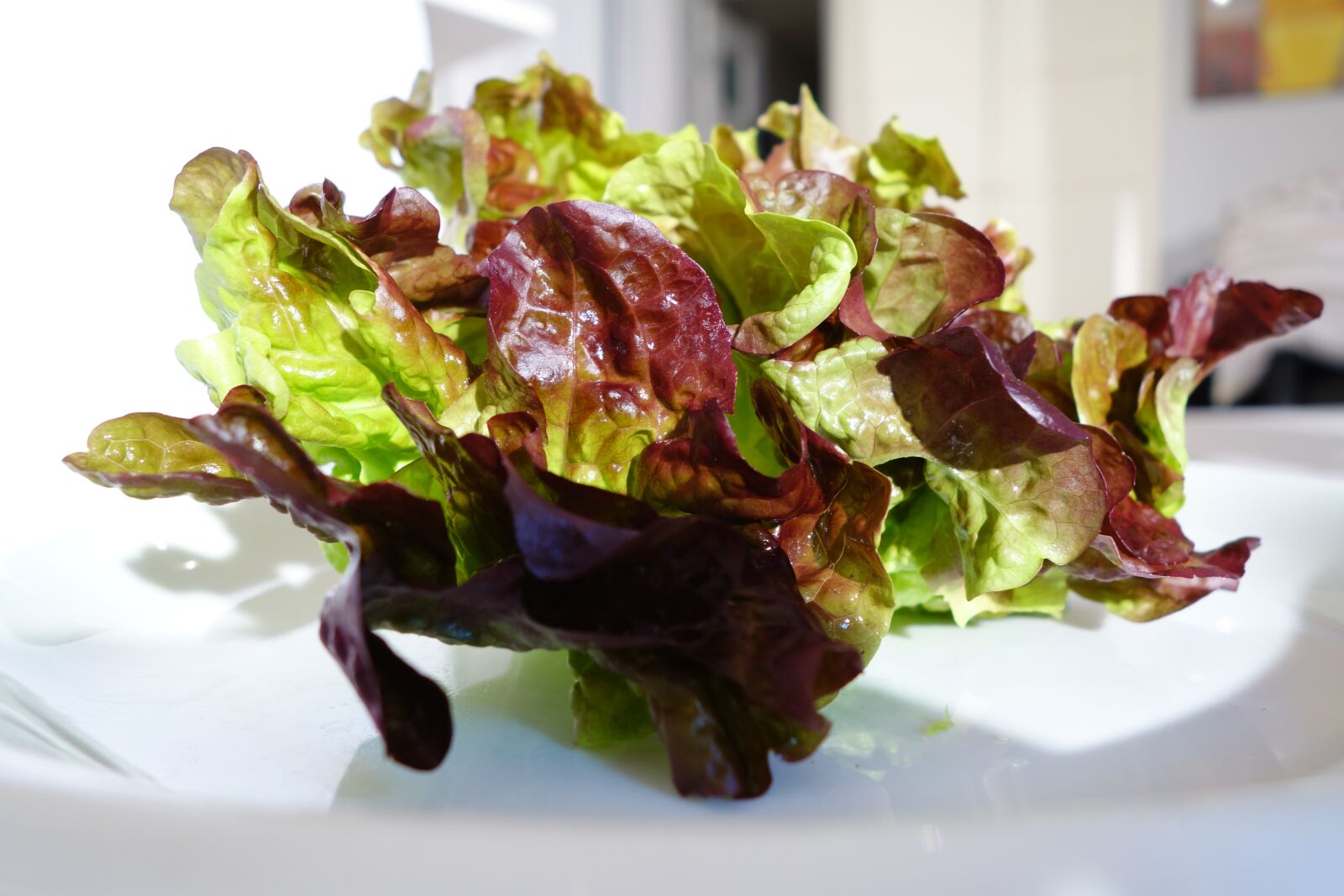 Sony Cyber-shot DSC-RX100 II sample photo. Oak leaf lettuce, salad photography