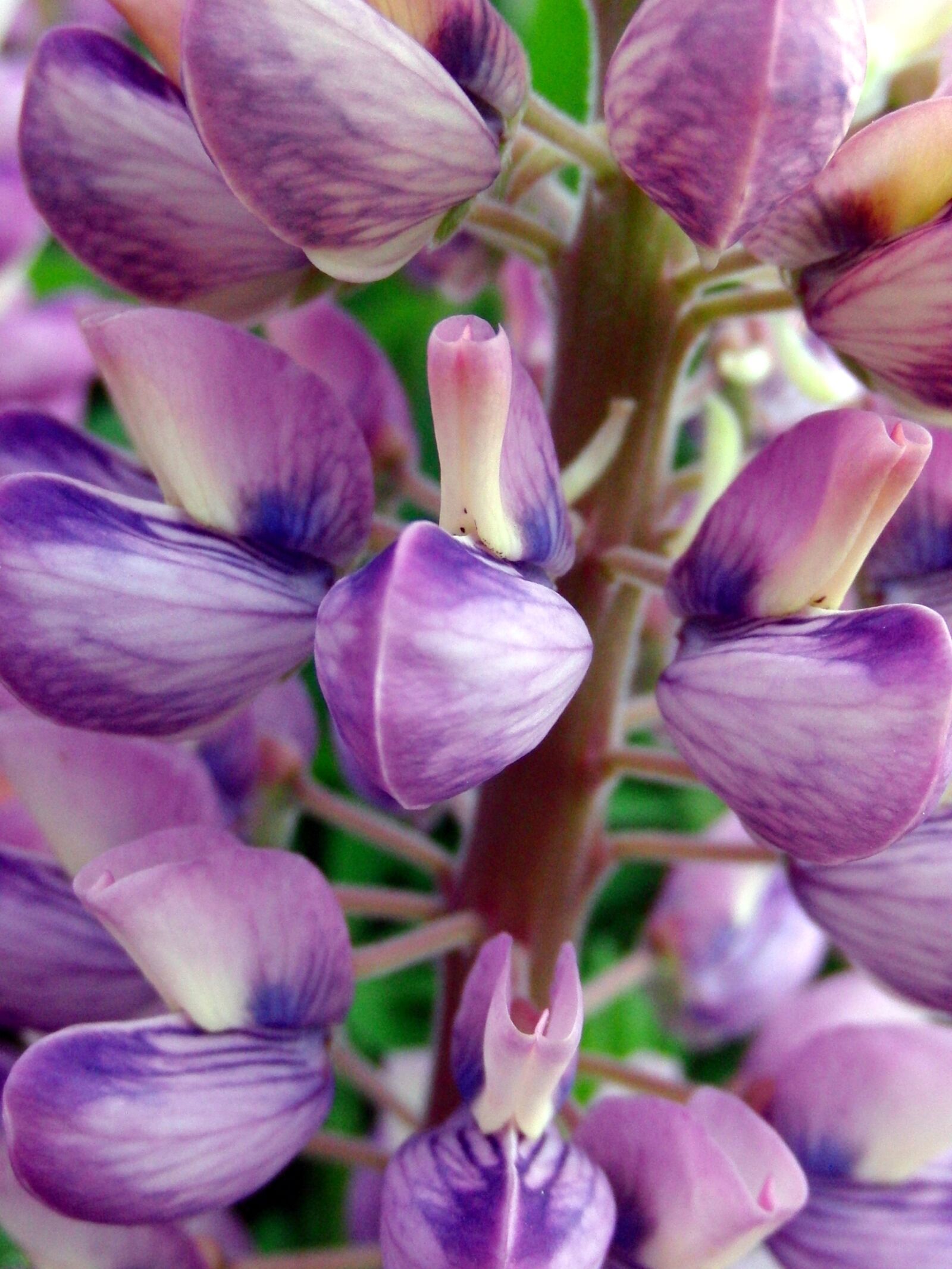 CASIO EX-FC100 sample photo. Lupine, bloom, summer flowers photography