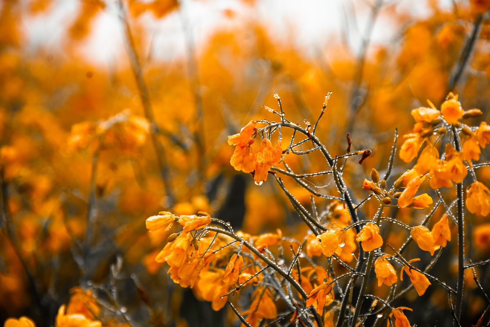 Nikon D7200 sample photo. Flower, mustard, mustard flowers photography