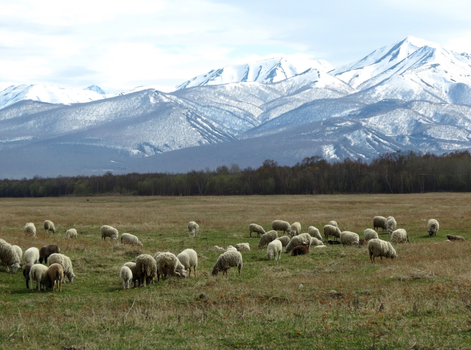 Canon PowerShot SX40 HS sample photo. Sheep, flock, pasture photography