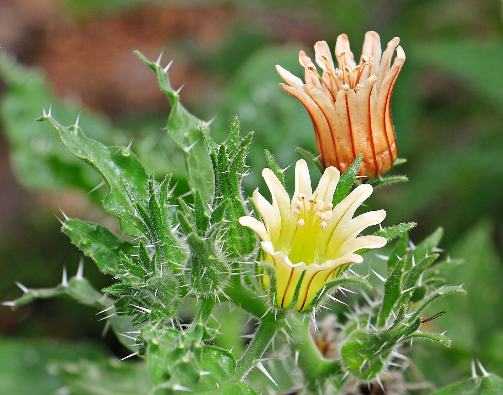 Canon EOS 550D (EOS Rebel T2i / EOS Kiss X4) sample photo. Cactus flowers, flowers, plant photography