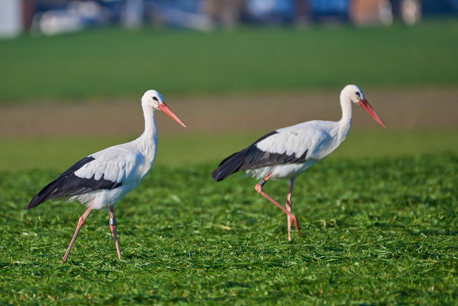 Nikon D810 sample photo. Stork, pair, grass photography
