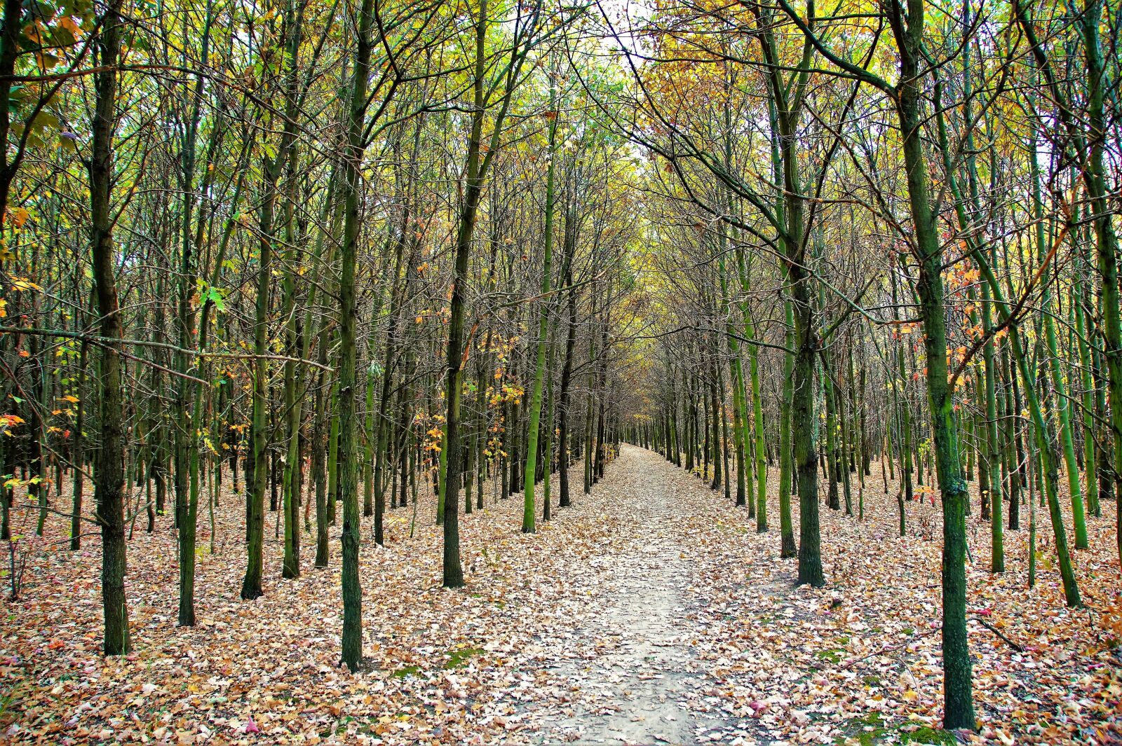 Sony SLT-A58 sample photo. Autumn, path, the trail photography