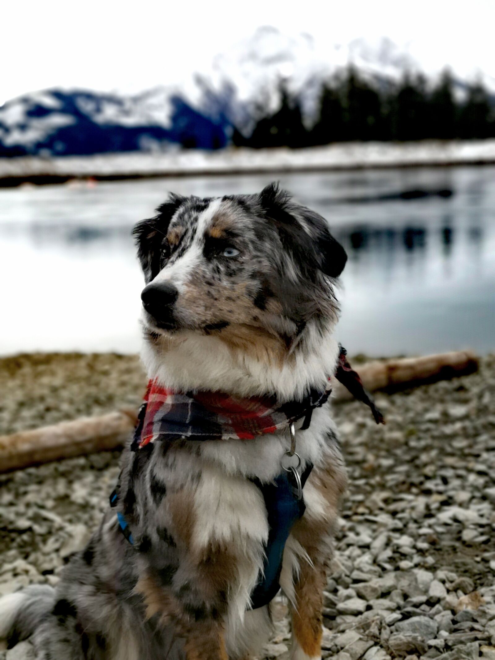 HUAWEI P20 sample photo. Australian shepherd, mountains, pond photography