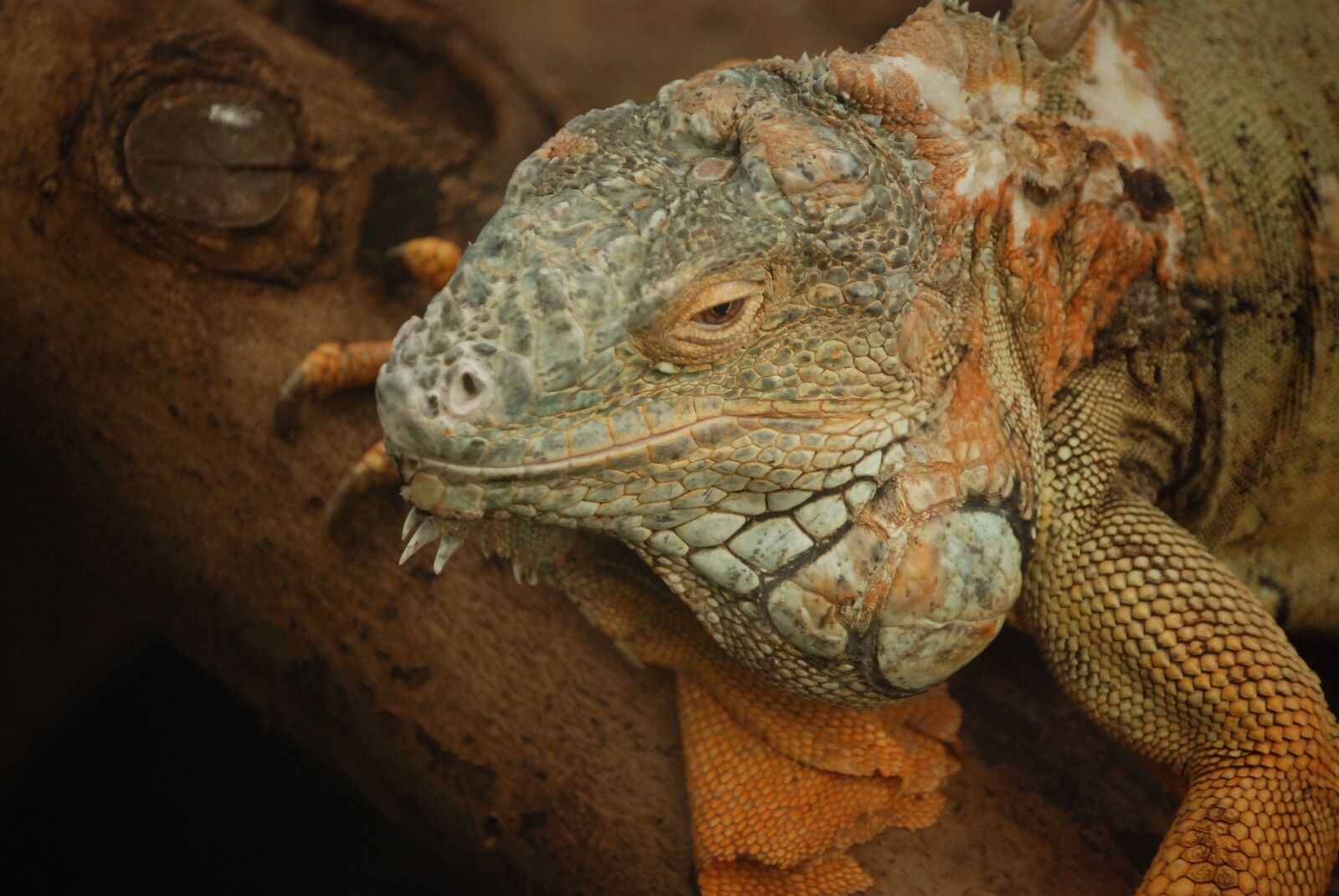 Nikon D80 sample photo. Iguana, lizard, scaly photography