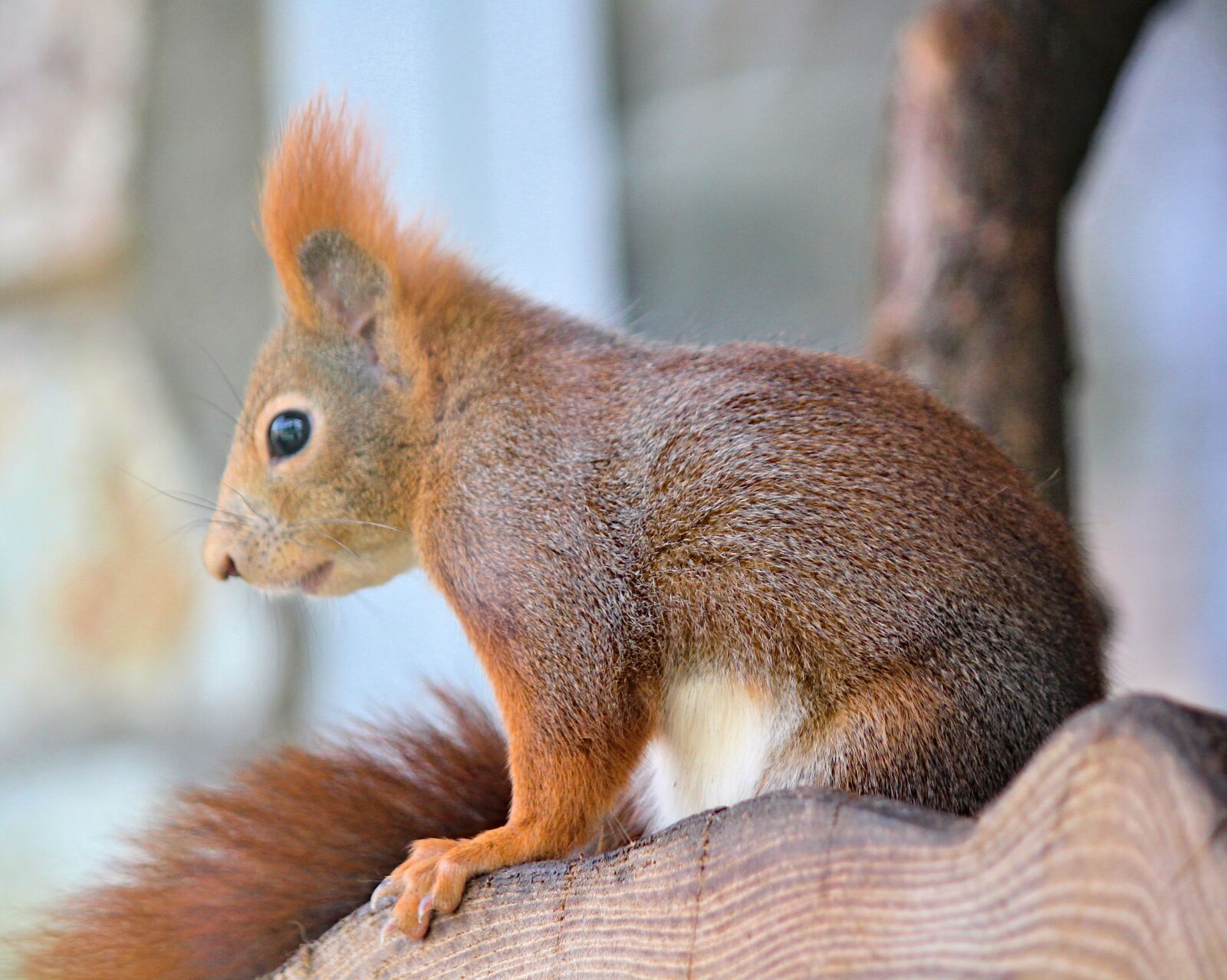 Canon EOS 550D (EOS Rebel T2i / EOS Kiss X4) sample photo. The squirrel, cub, sitting photography