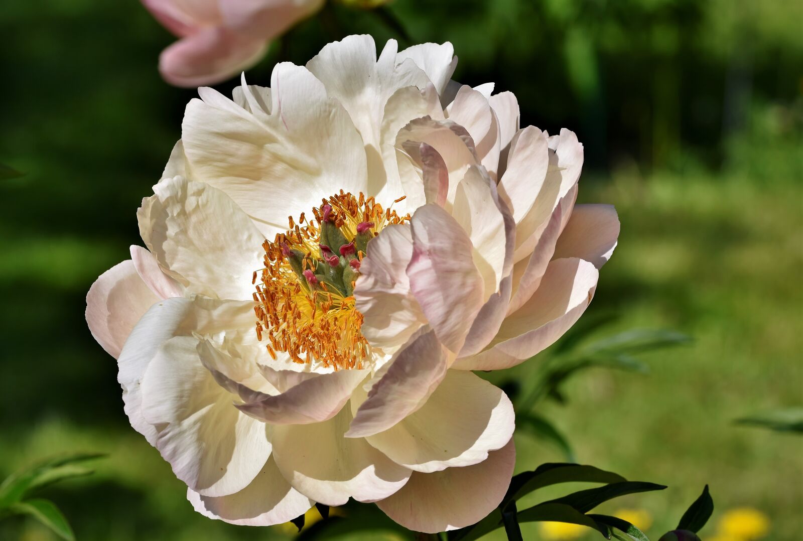 Nikon D7200 sample photo. Peony, rose, bud photography