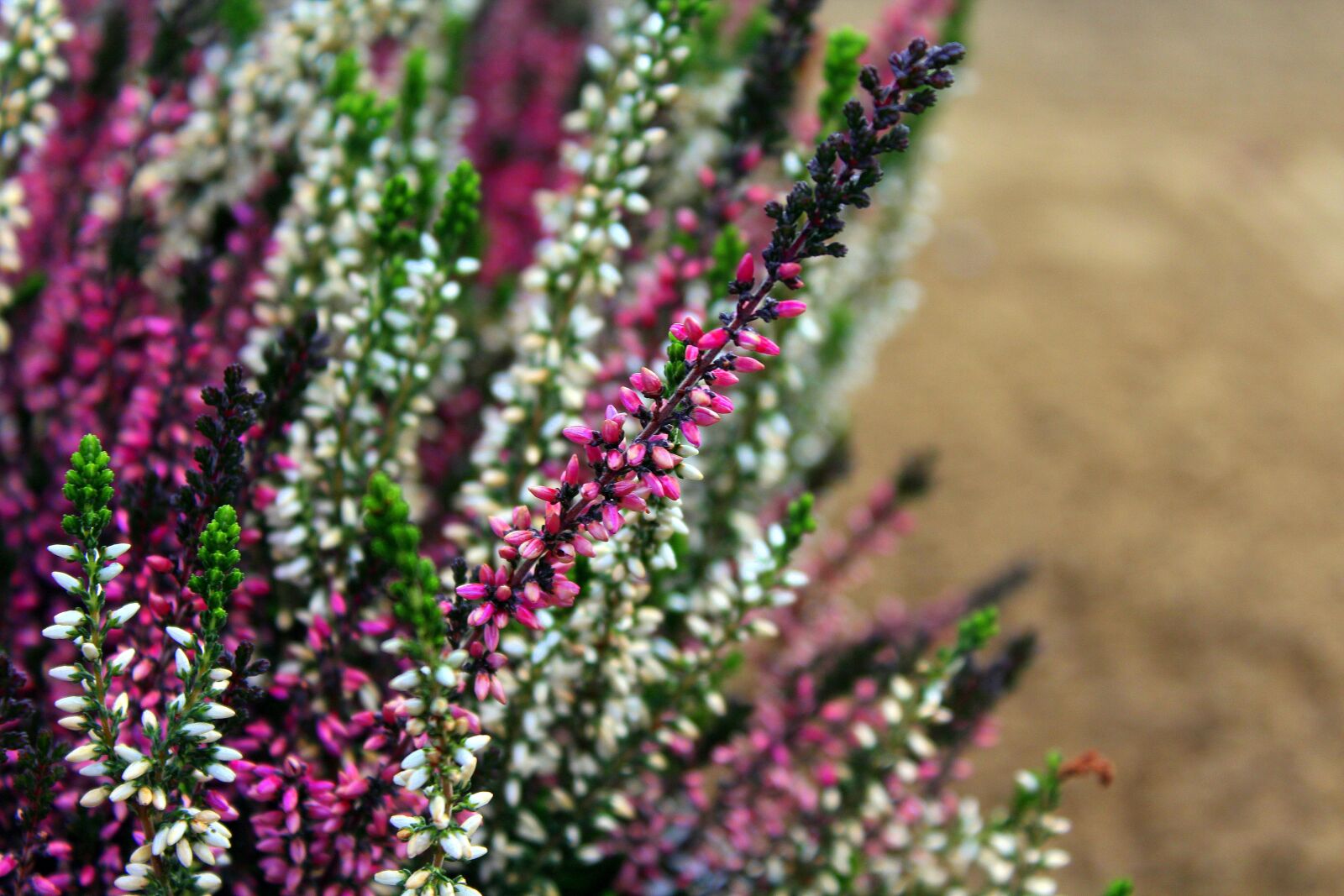 Canon EOS 1200D (EOS Rebel T5 / EOS Kiss X70 / EOS Hi) sample photo. Heather, colored, violet photography