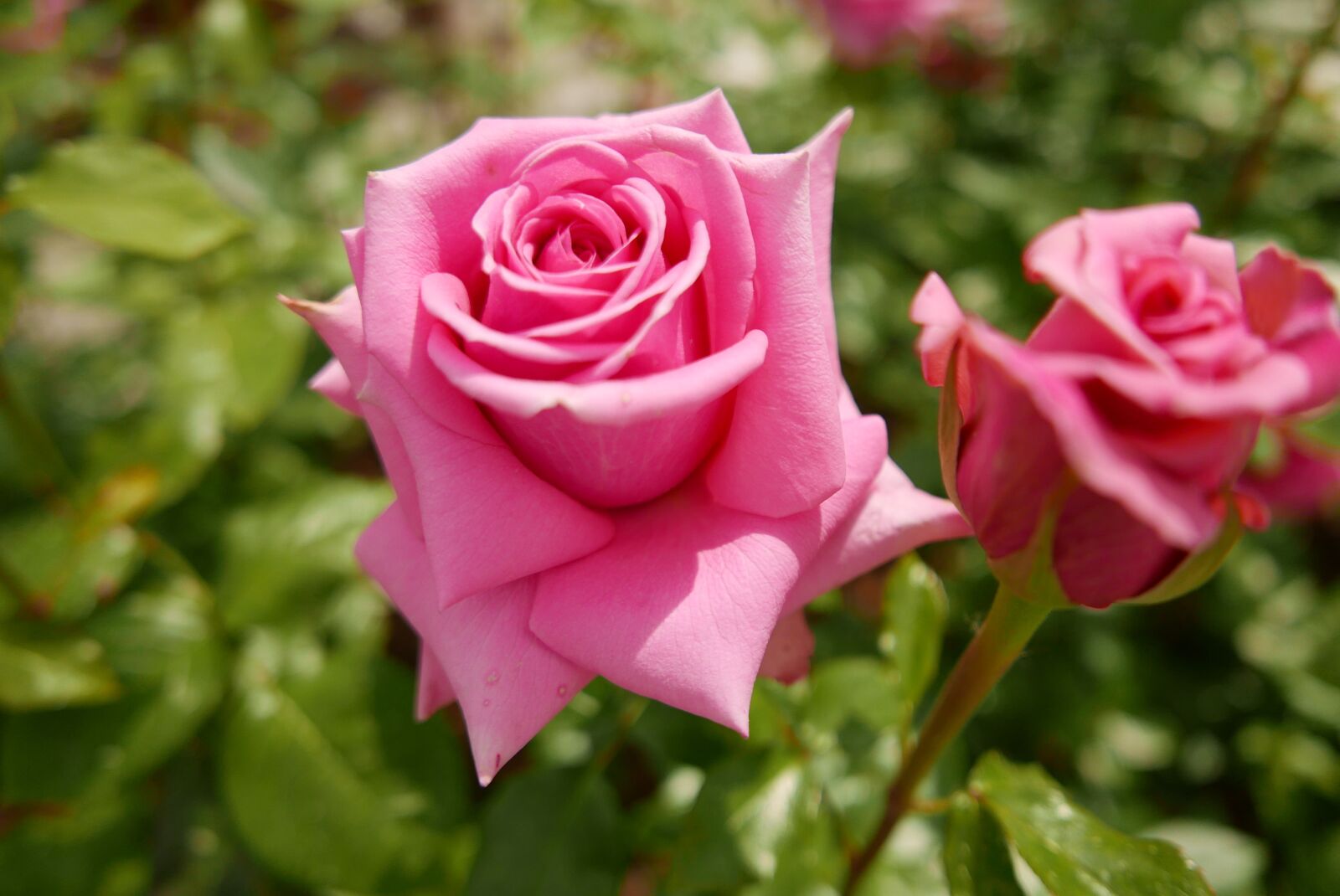 Leica D-Lux (Typ 109) sample photo. Rose, pink, nature photography