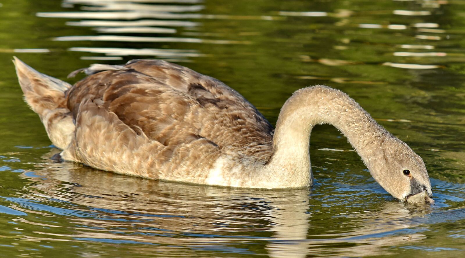 Nikon D5500 sample photo. Head, neck, snorkel, swan photography