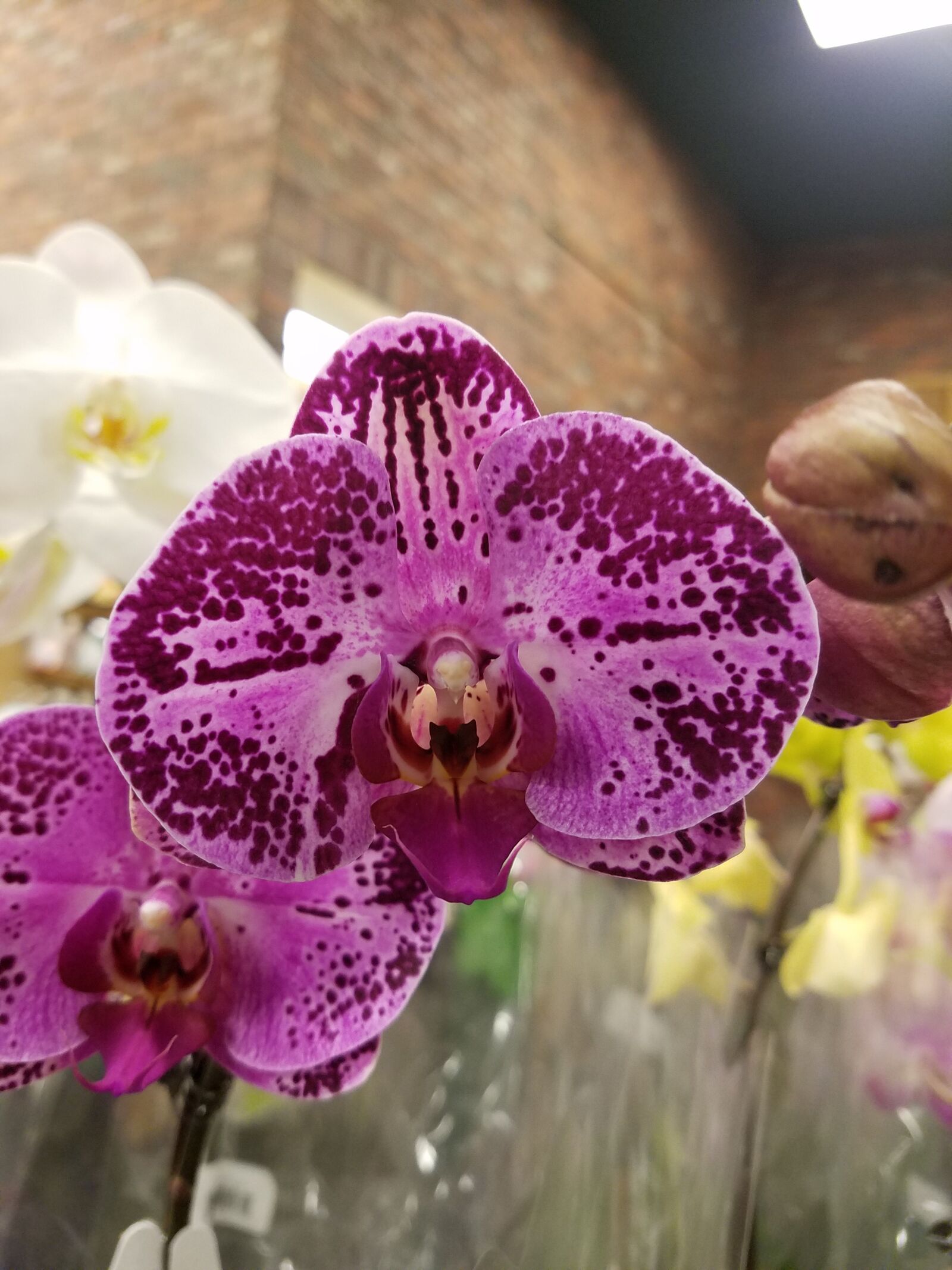 Samsung Galaxy S7 sample photo. Orchid, purple flower, purple photography