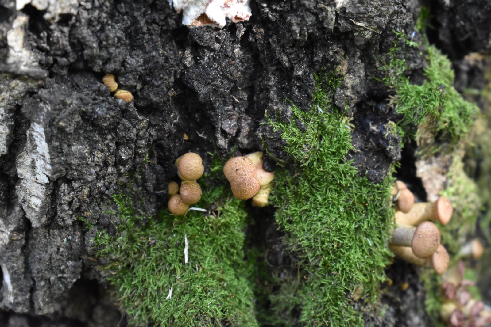 Nikon D3400 sample photo. Mushroom, armillaria, birch photography