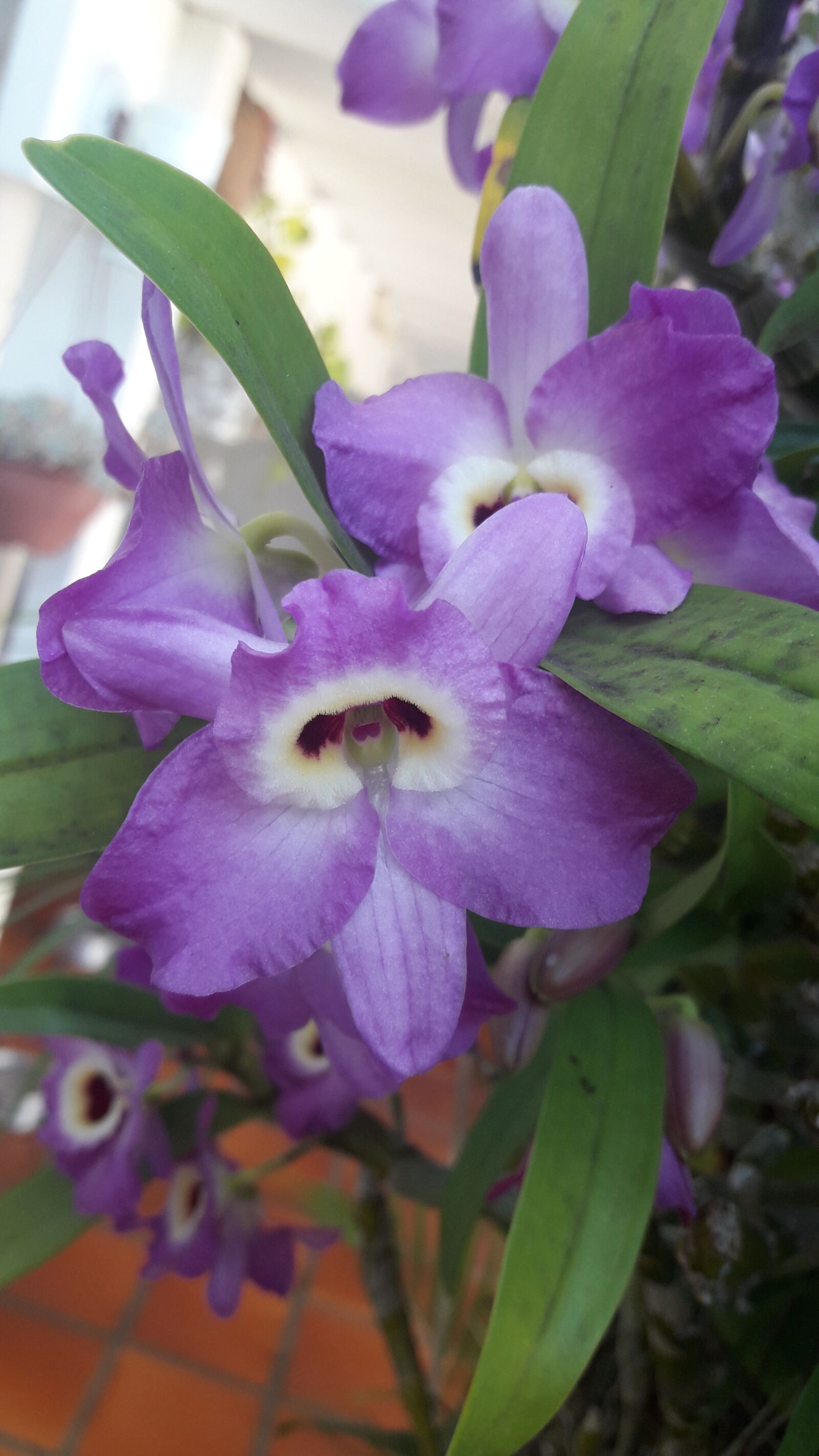 Samsung Galaxy J7 Neo sample photo. Spring, blossom, bloom photography