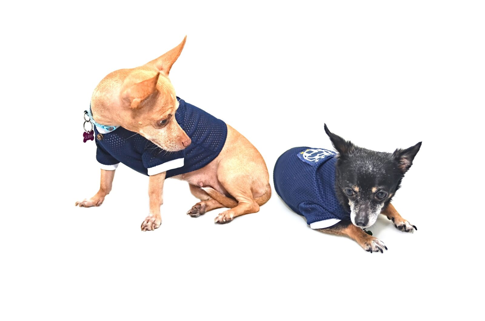 Nikon D7000 sample photo. Dog, cute, team photography