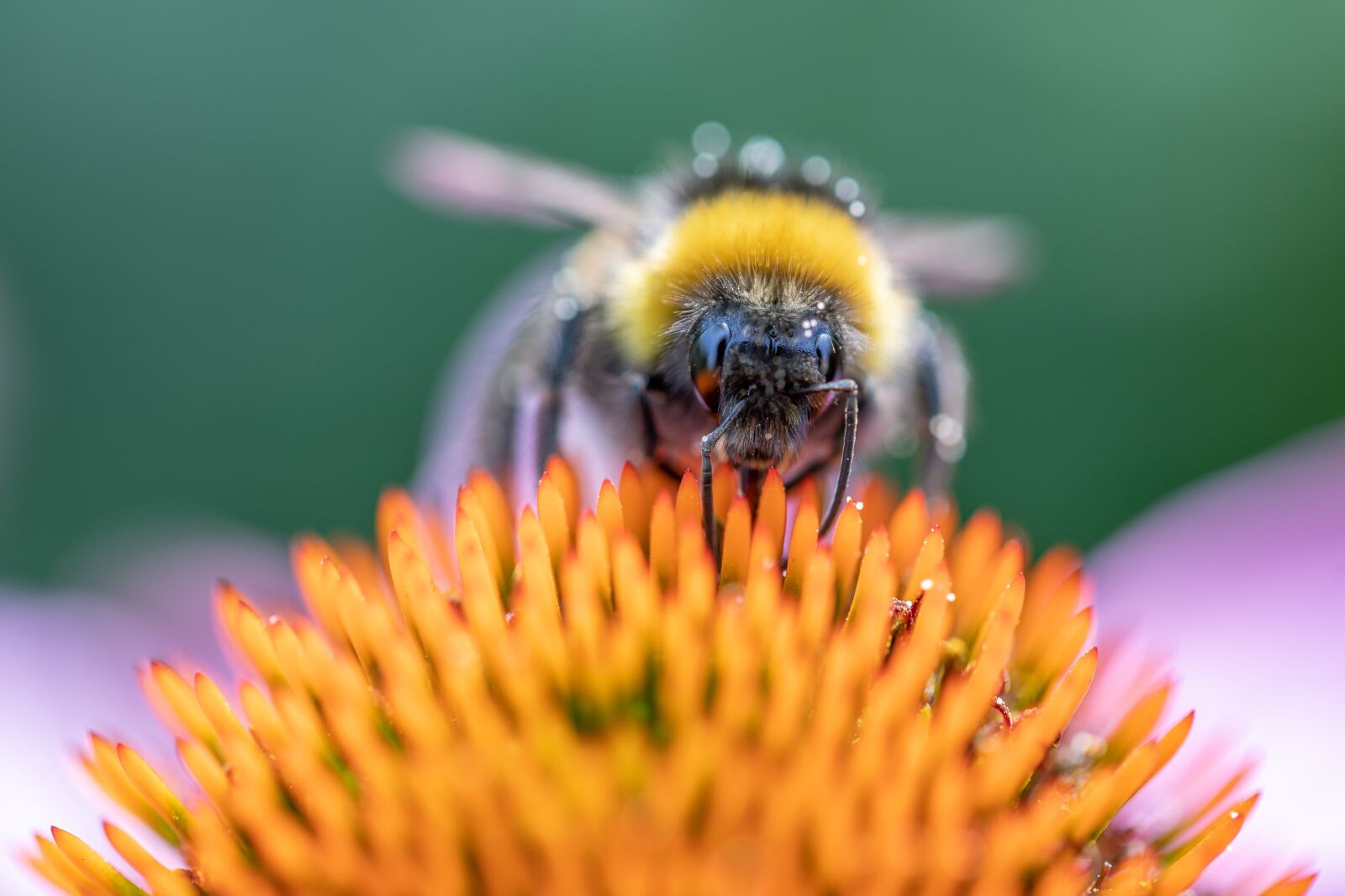 Canon EOS 5D Mark IV sample photo. Bee, flower, garden photography
