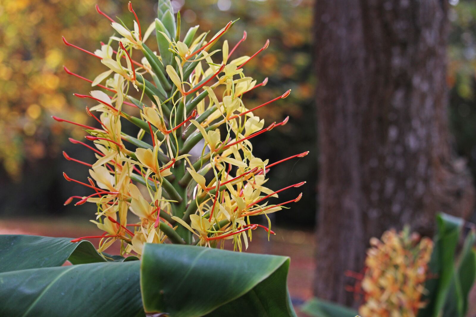 Canon EF-S 55-250mm F4-5.6 IS STM sample photo. Arboretum, park, canna photography