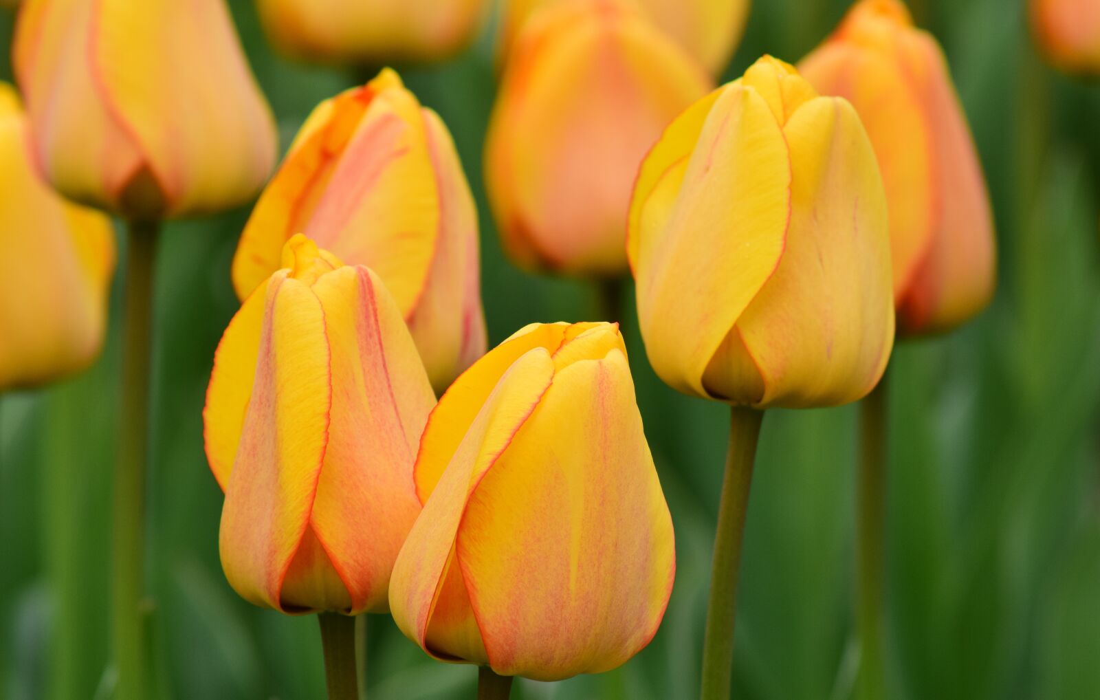 Nikon D3300 sample photo. Tulips, yellow, spring photography