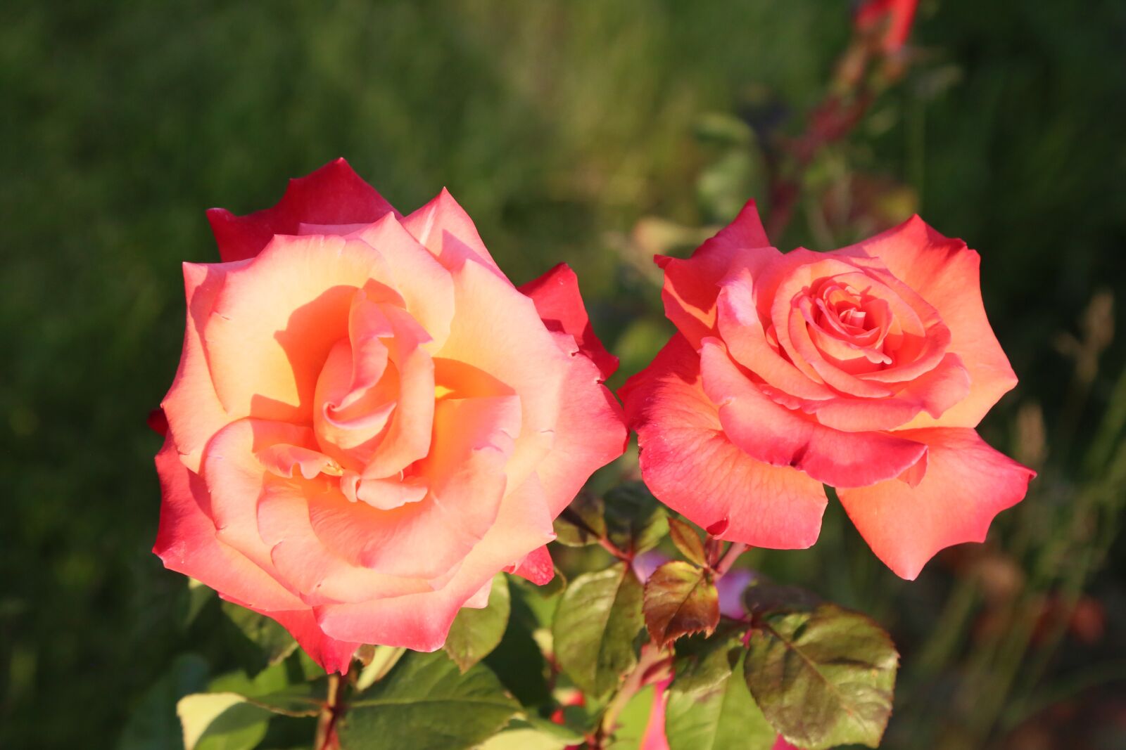 Canon EF 24-105mm F4L IS USM sample photo. Rose, spring, nature photography