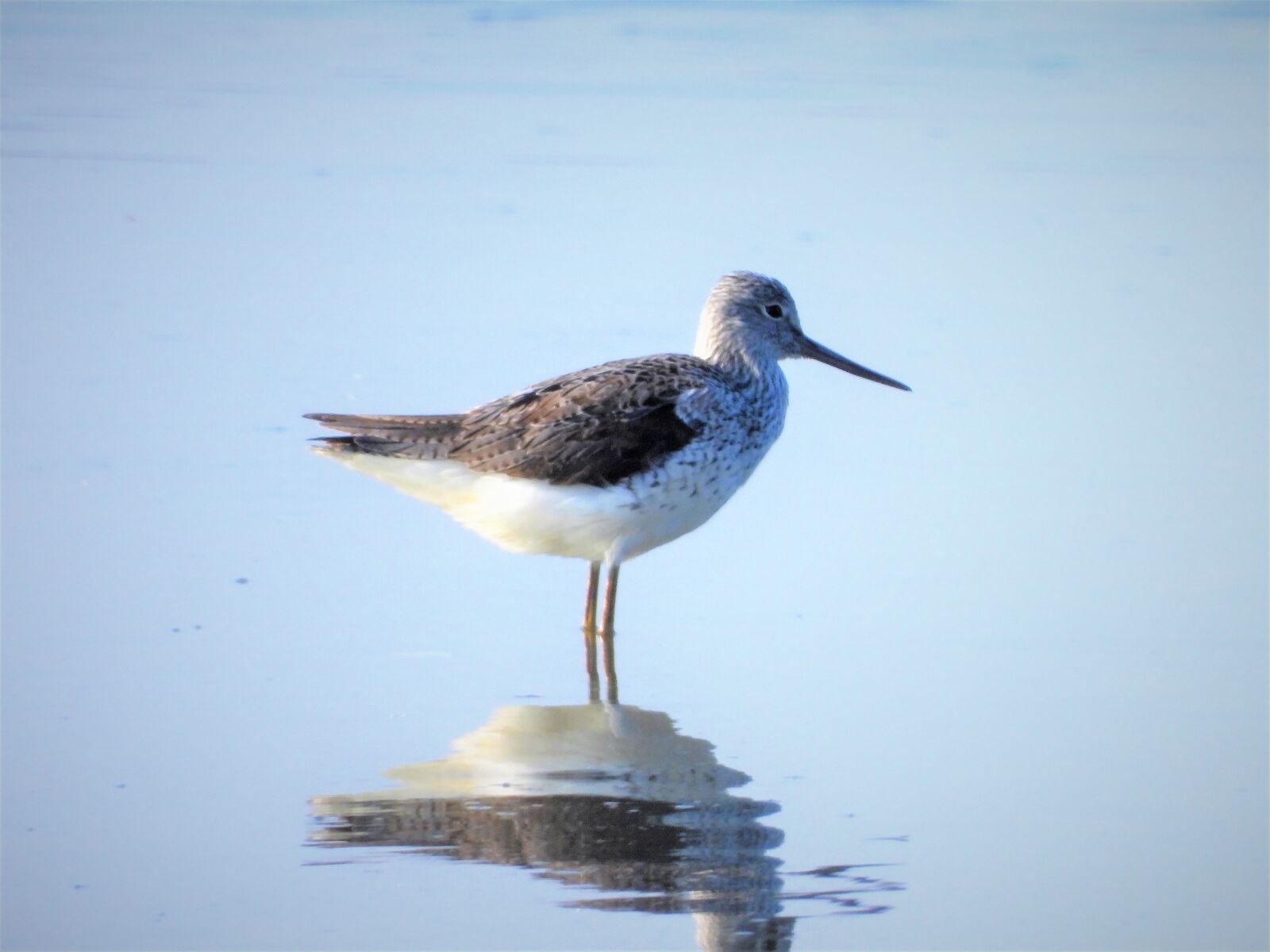 Nikon Coolpix P1000 sample photo. Groenpootruiter, waterfowl, stilt-walker photography