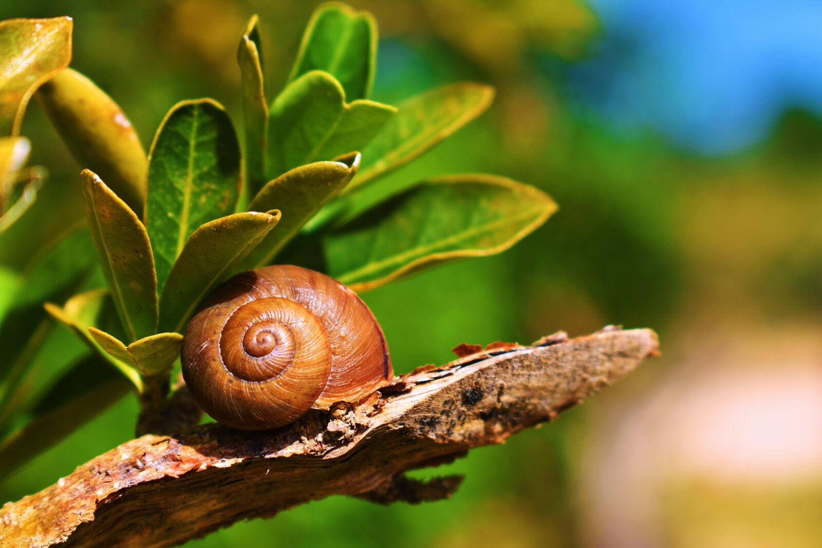 Nikon D3400 sample photo. Nature, snail, molluscum photography