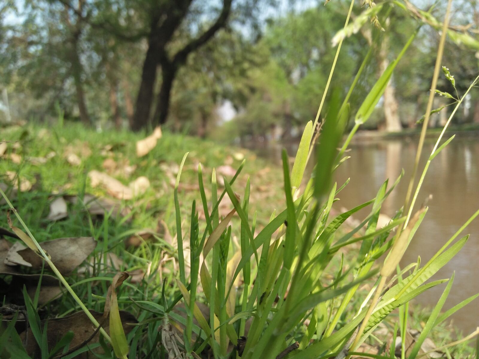 OPPO A37fw-International sample photo. Sunny, morning, grass photography