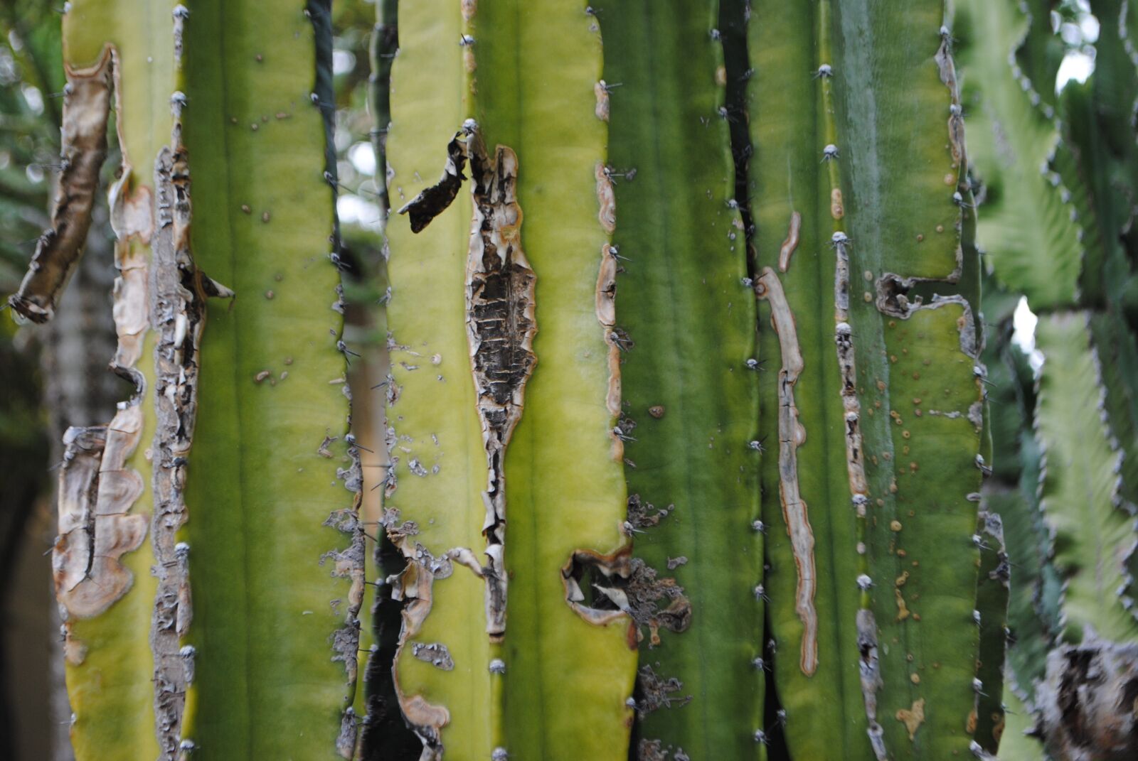 Nikon D3000 sample photo. Succulent, green, ca photography