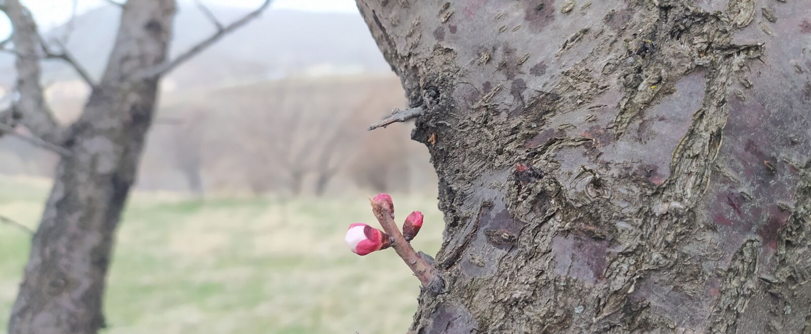 Xiaomi Redmi Note 8 sample photo. Tree, garden, flower photography