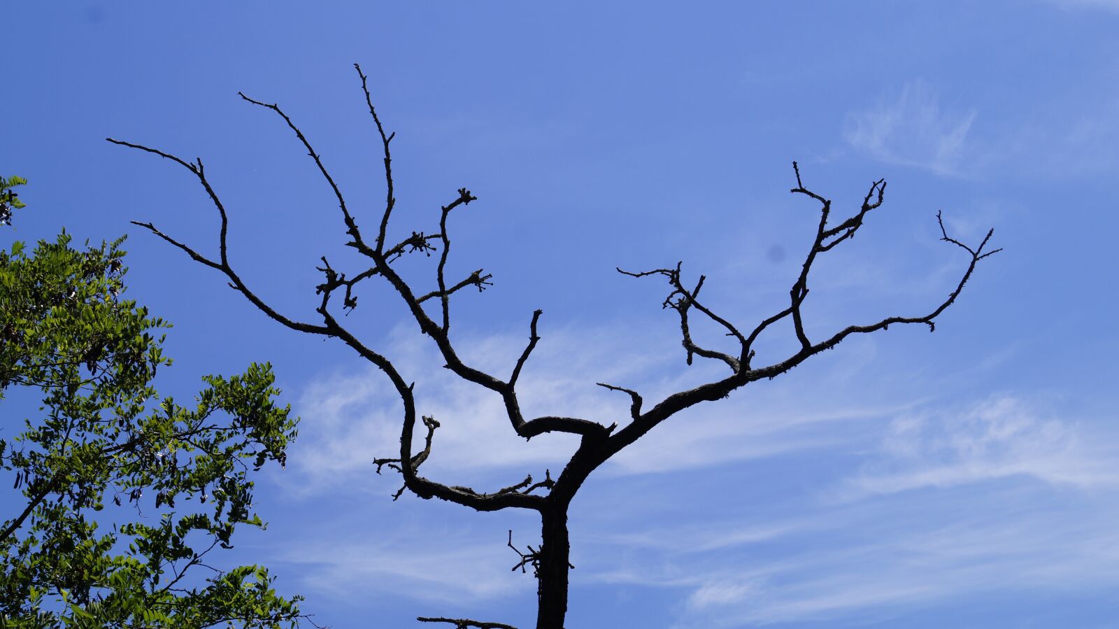 Sony SLT-A58 sample photo. Tree, sky, blue photography