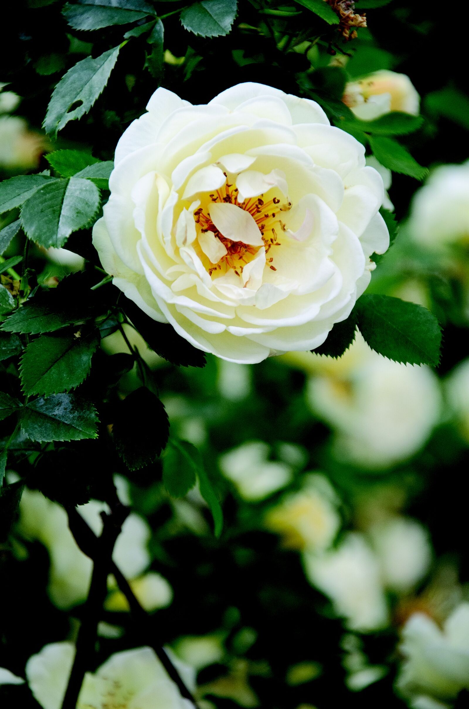 Nikon D7000 sample photo. Rose, flower, london photography
