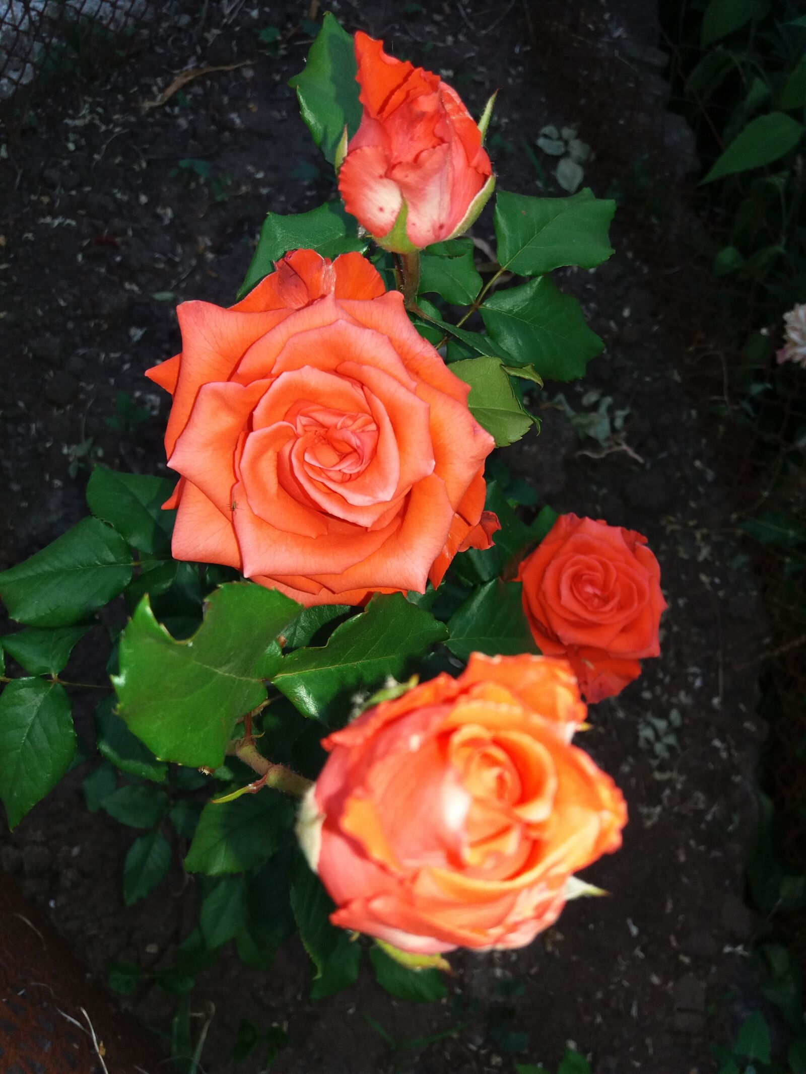 Samsung Galaxy J5 sample photo. Roza, love, feet photography