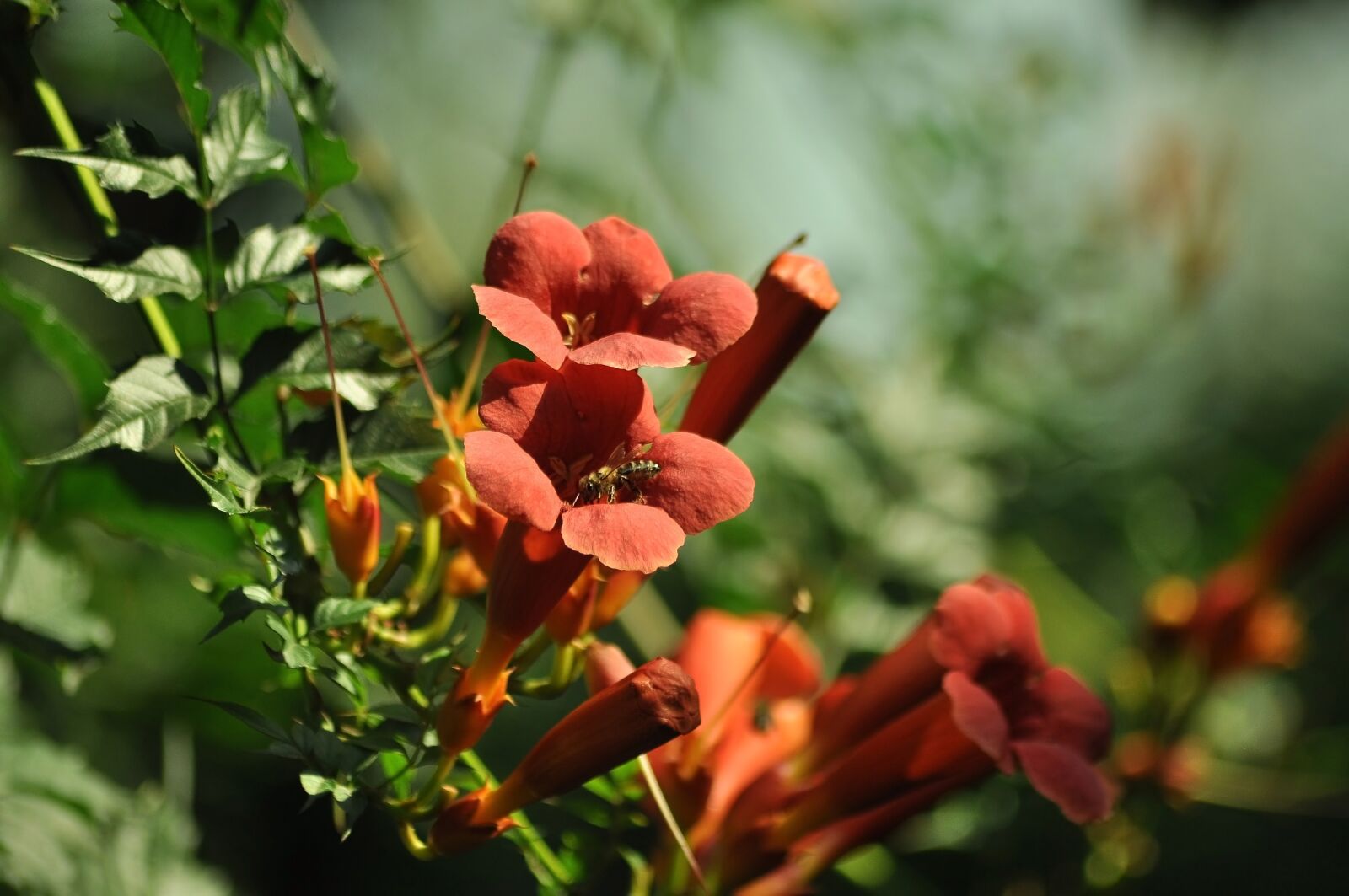 Nikon D90 sample photo. Flowers, flower, orange photography