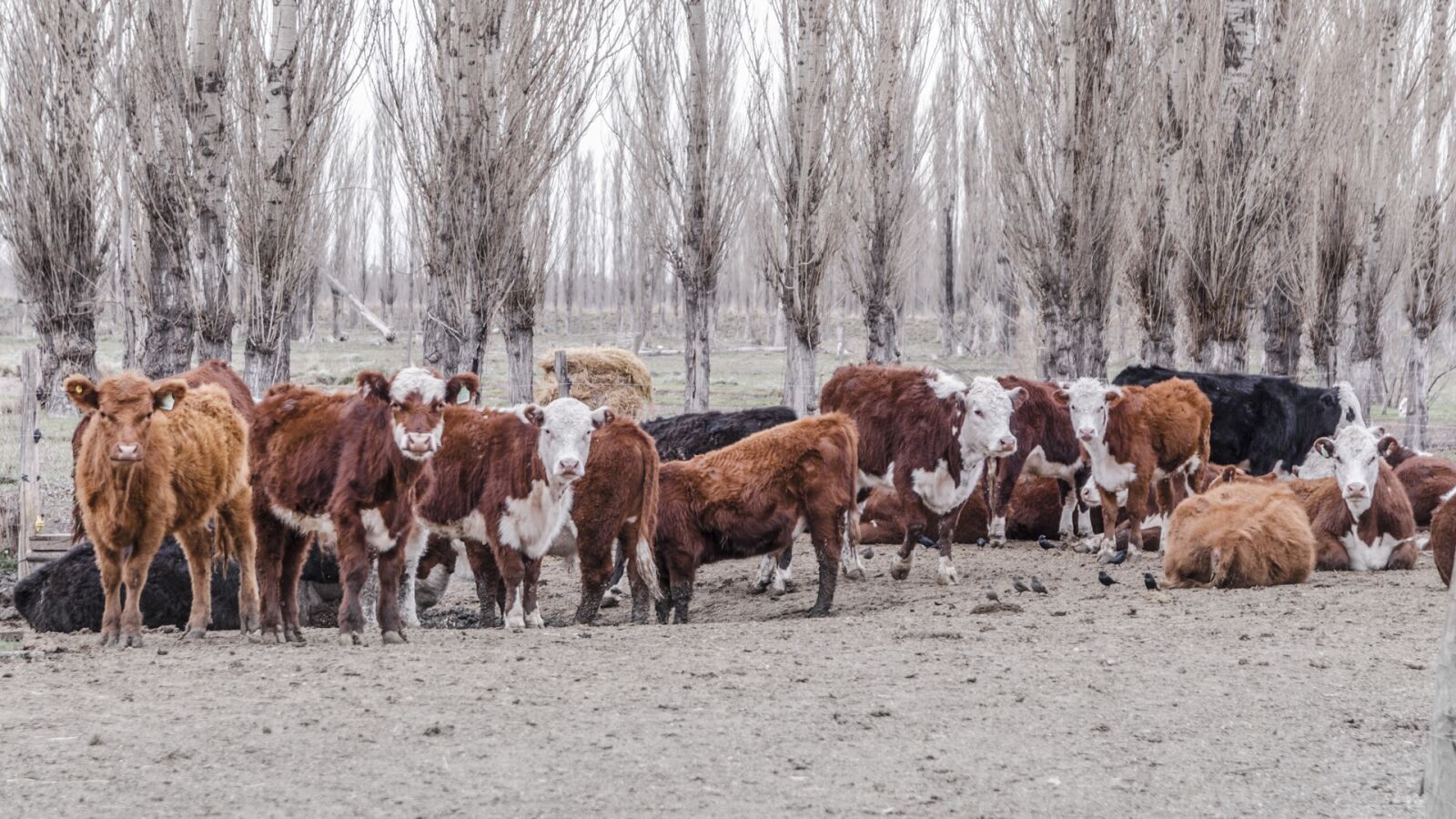 Nikon D5100 sample photo. Cows, animals, livestock photography