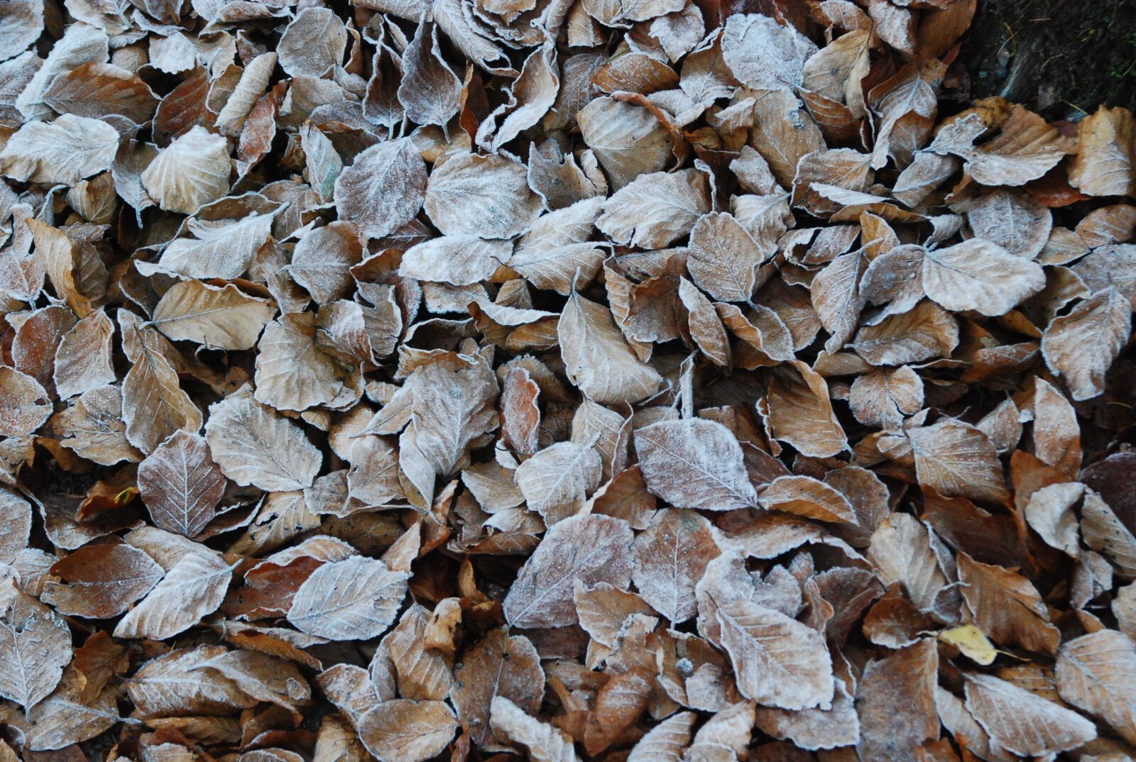 Nikon D80 sample photo. Leaves, forest, winter photography