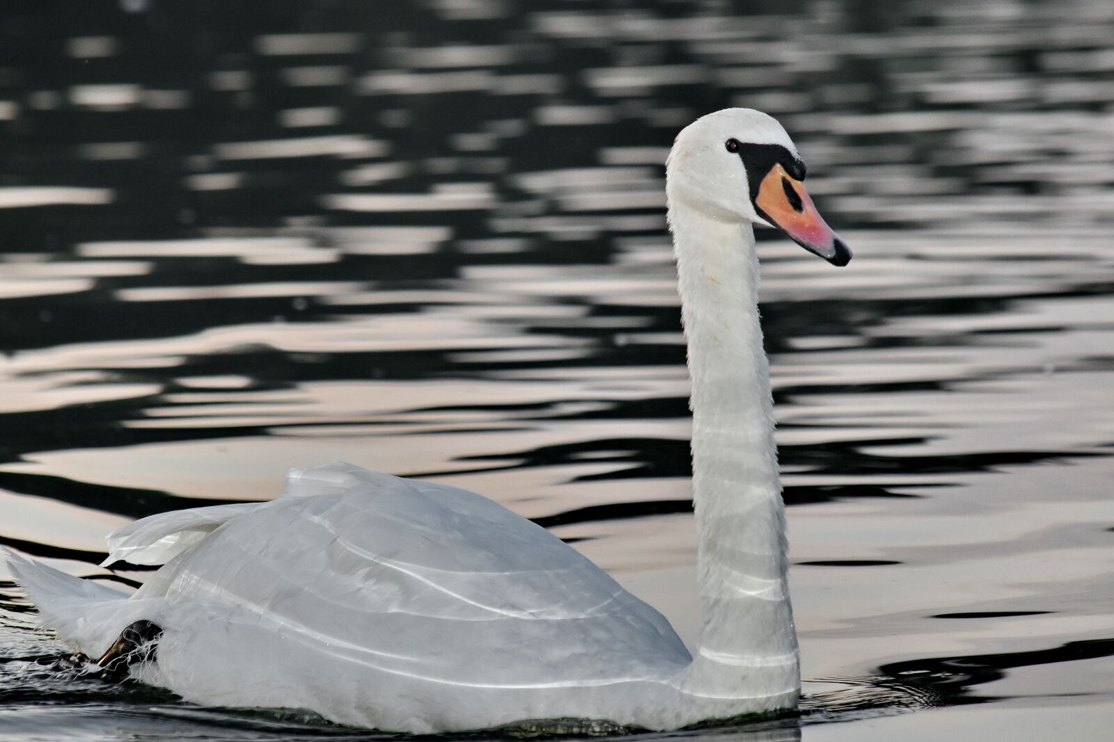 Nikon D5500 sample photo. Evening, reflection, river, swan photography