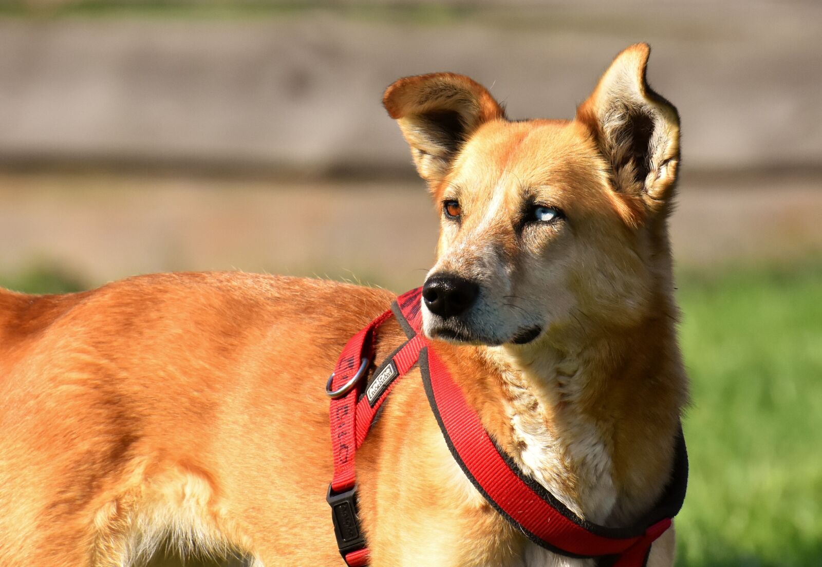 Nikon D7200 sample photo. Dog, animal, different eye photography